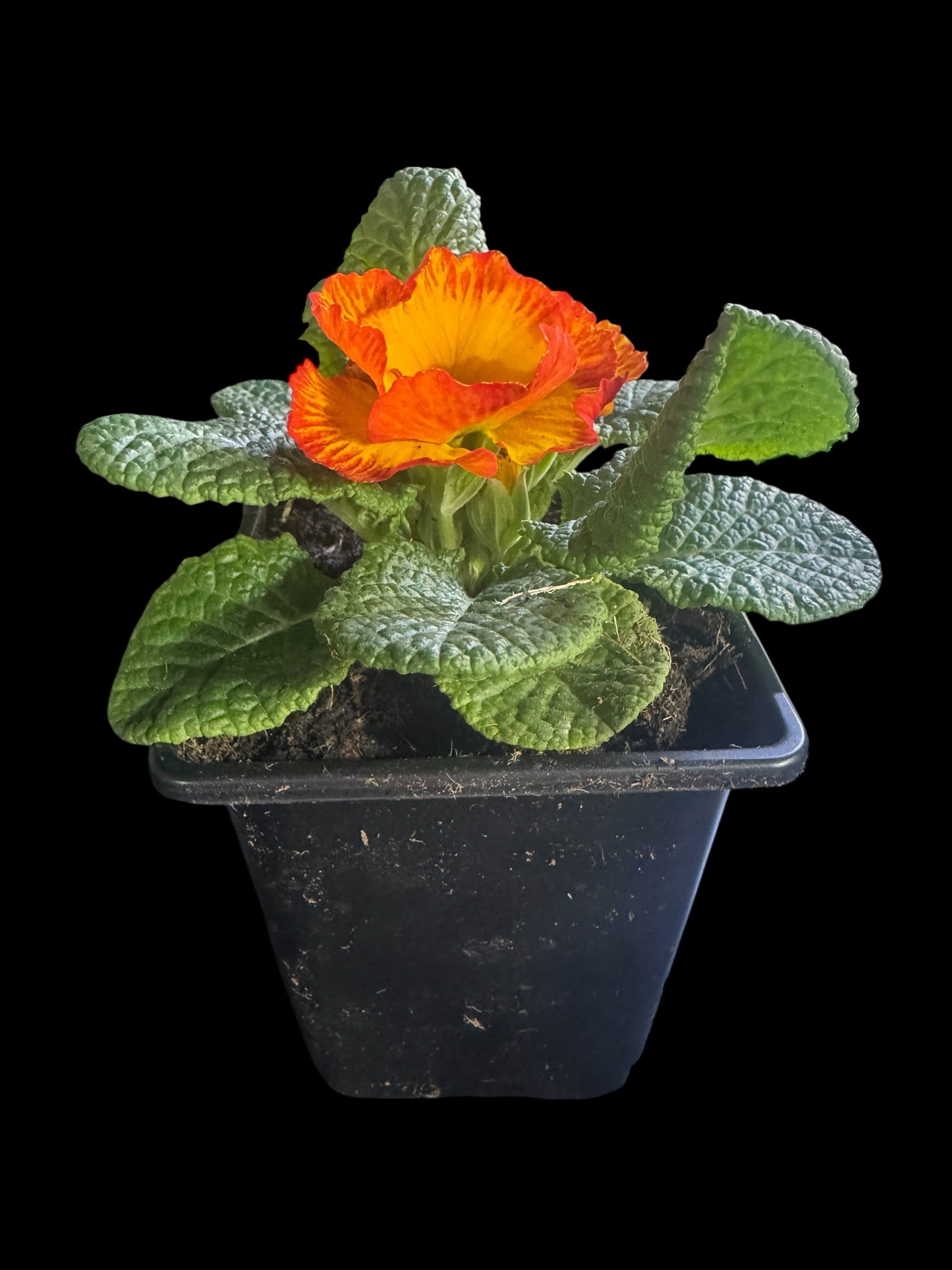 Primrose ‘Chinese New Year’