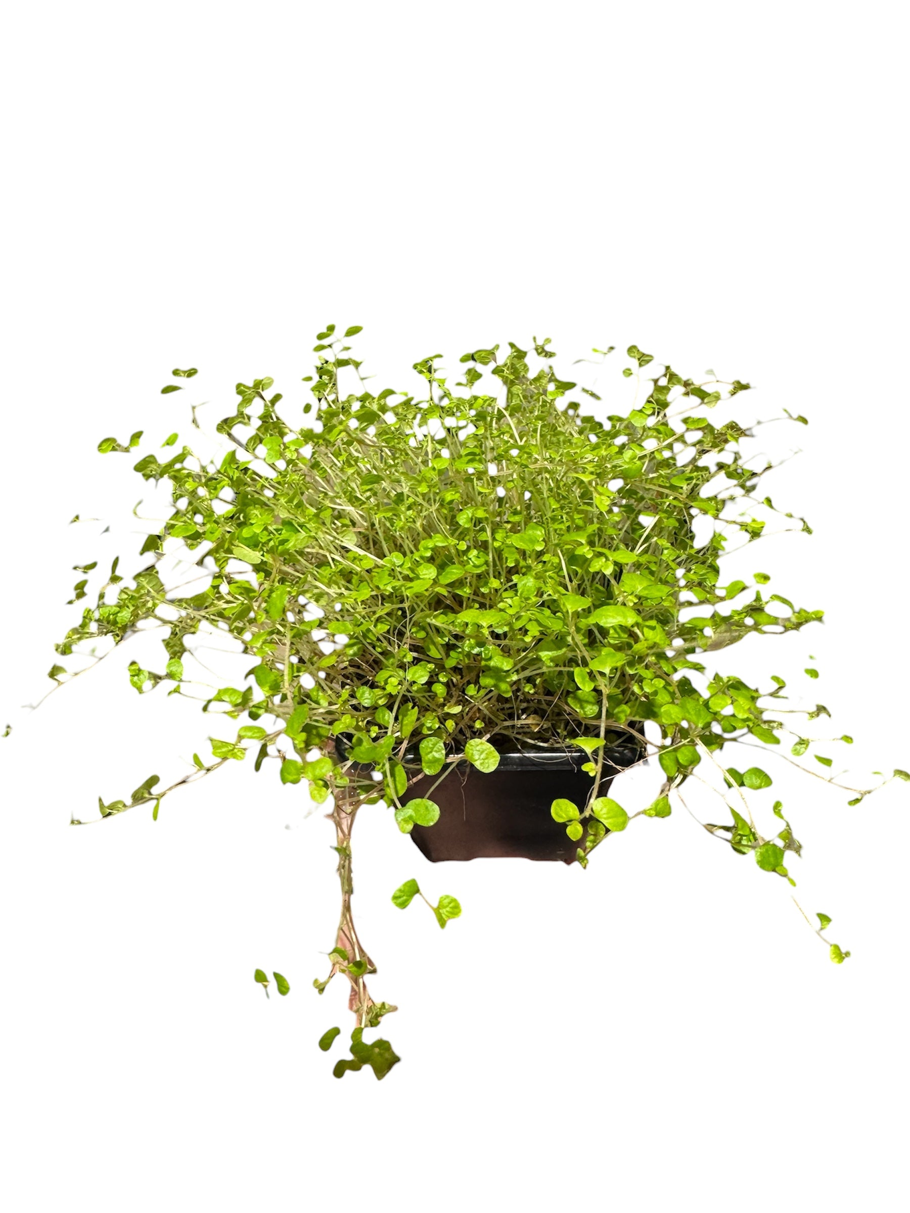 Soleirolia Soleirolii ‘Baby’s Tears’