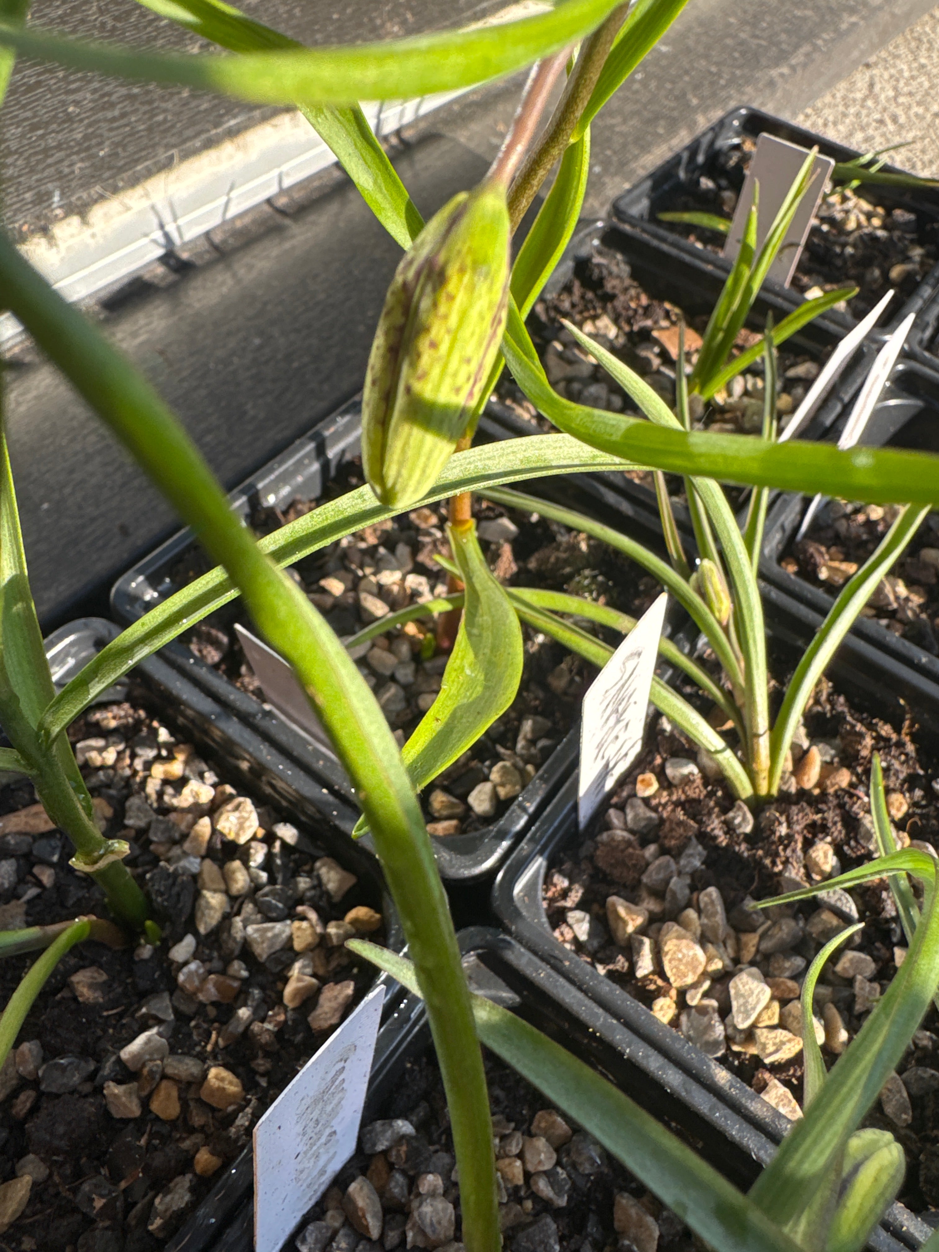 Snake’s Head Fritillary Bulbs (Fritillaria meleagris) – Spring Flowering, Moist Soil Loving