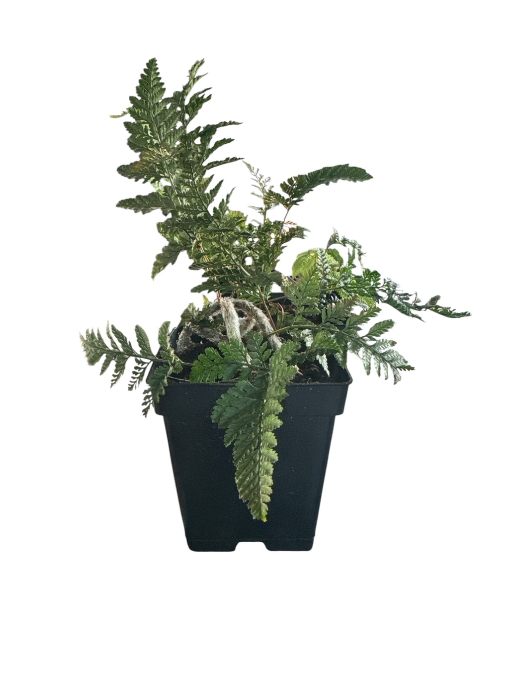 ‘Rabbits Foot’ Fern