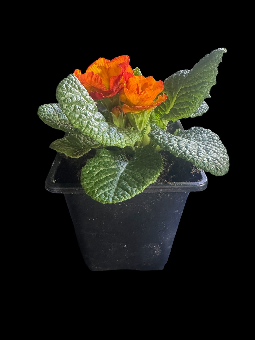 Primrose ‘Chinese New Year’