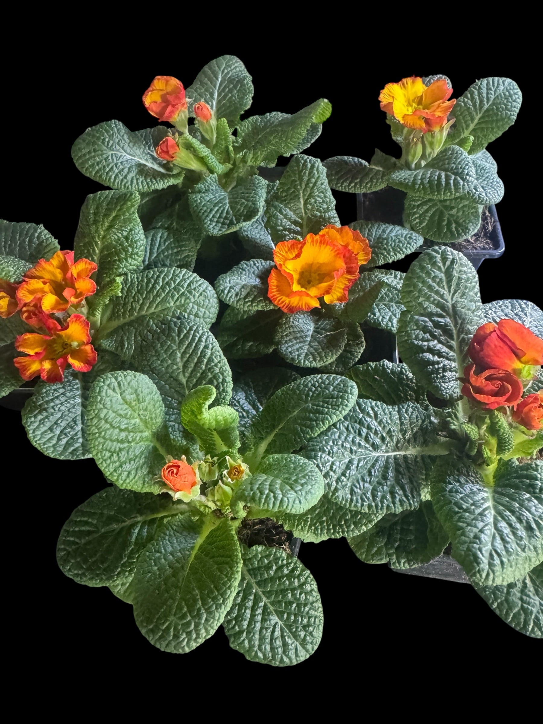 Primrose ‘Chinese New Year’