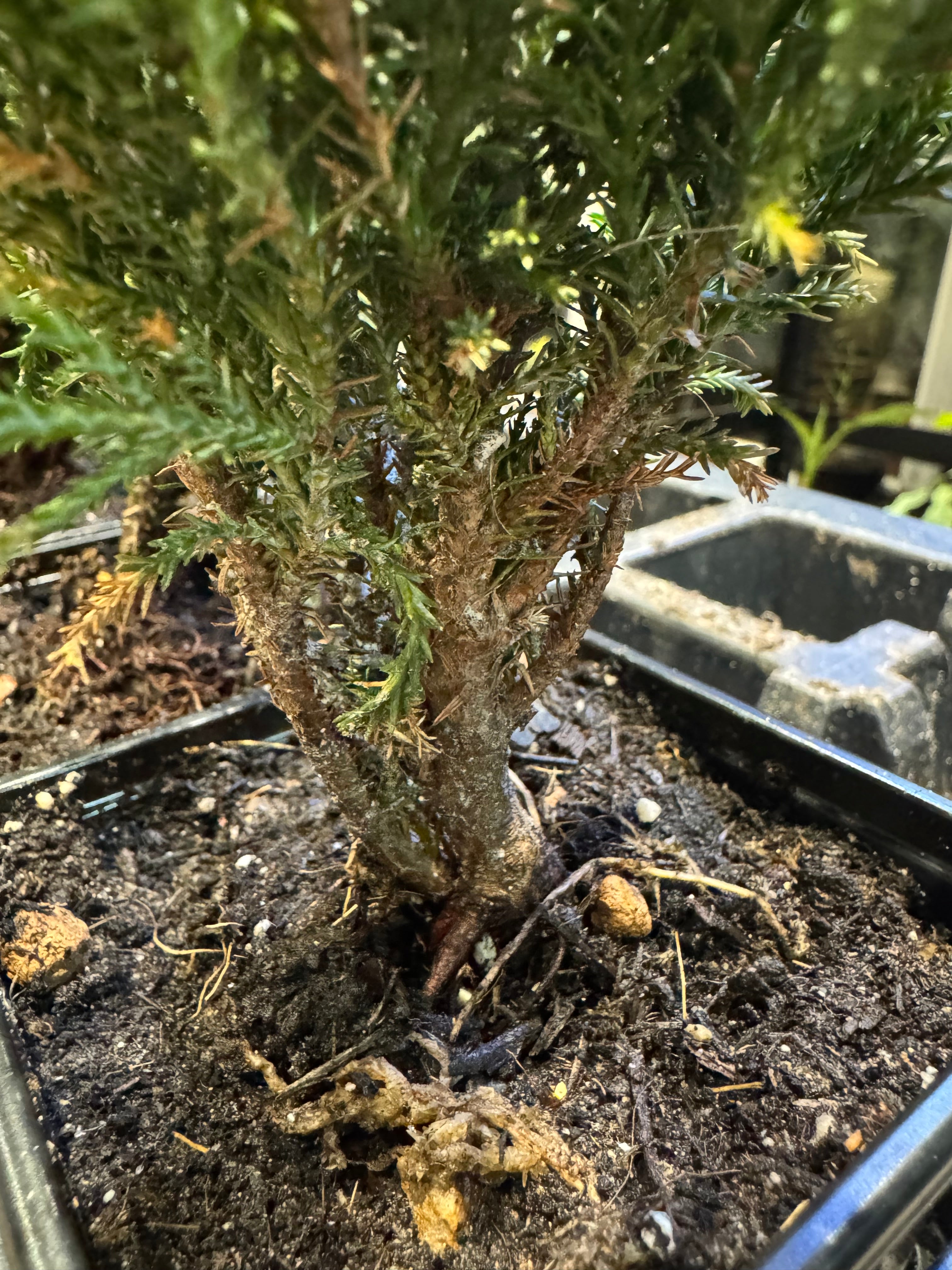 Style Your Own Bonsai – Young Juniper Tree (Flexible & Ready to Shape)