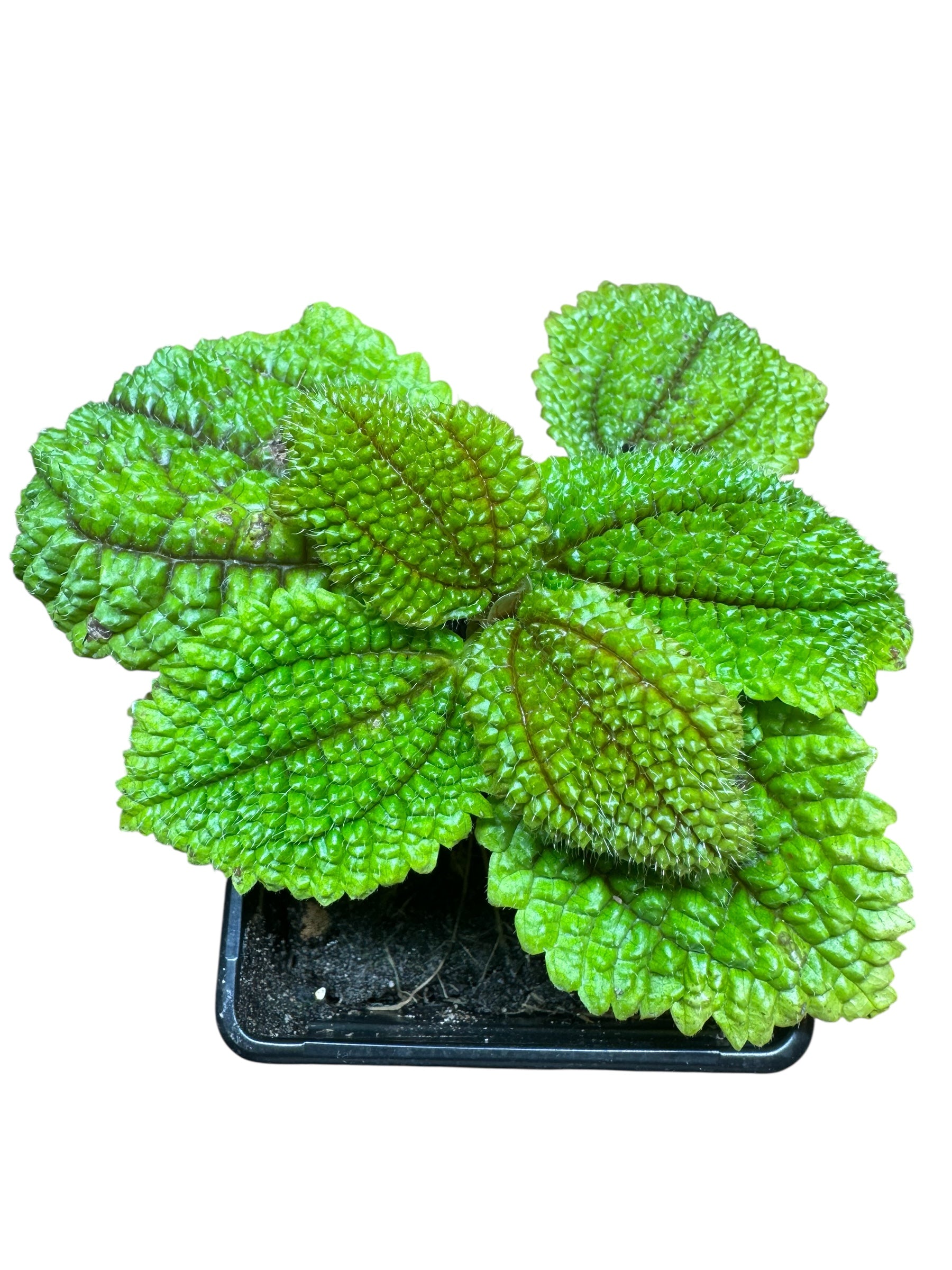 Pilea Mollis ‘Moon Valley Plant’