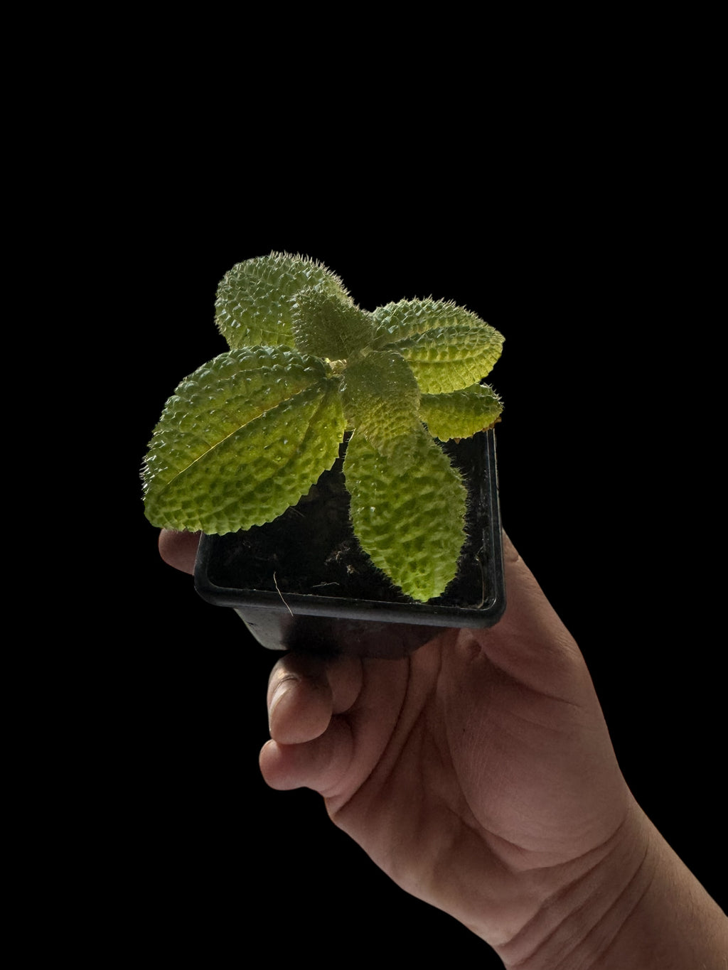 Pilea Mollis ‘Moon Valley Plant’