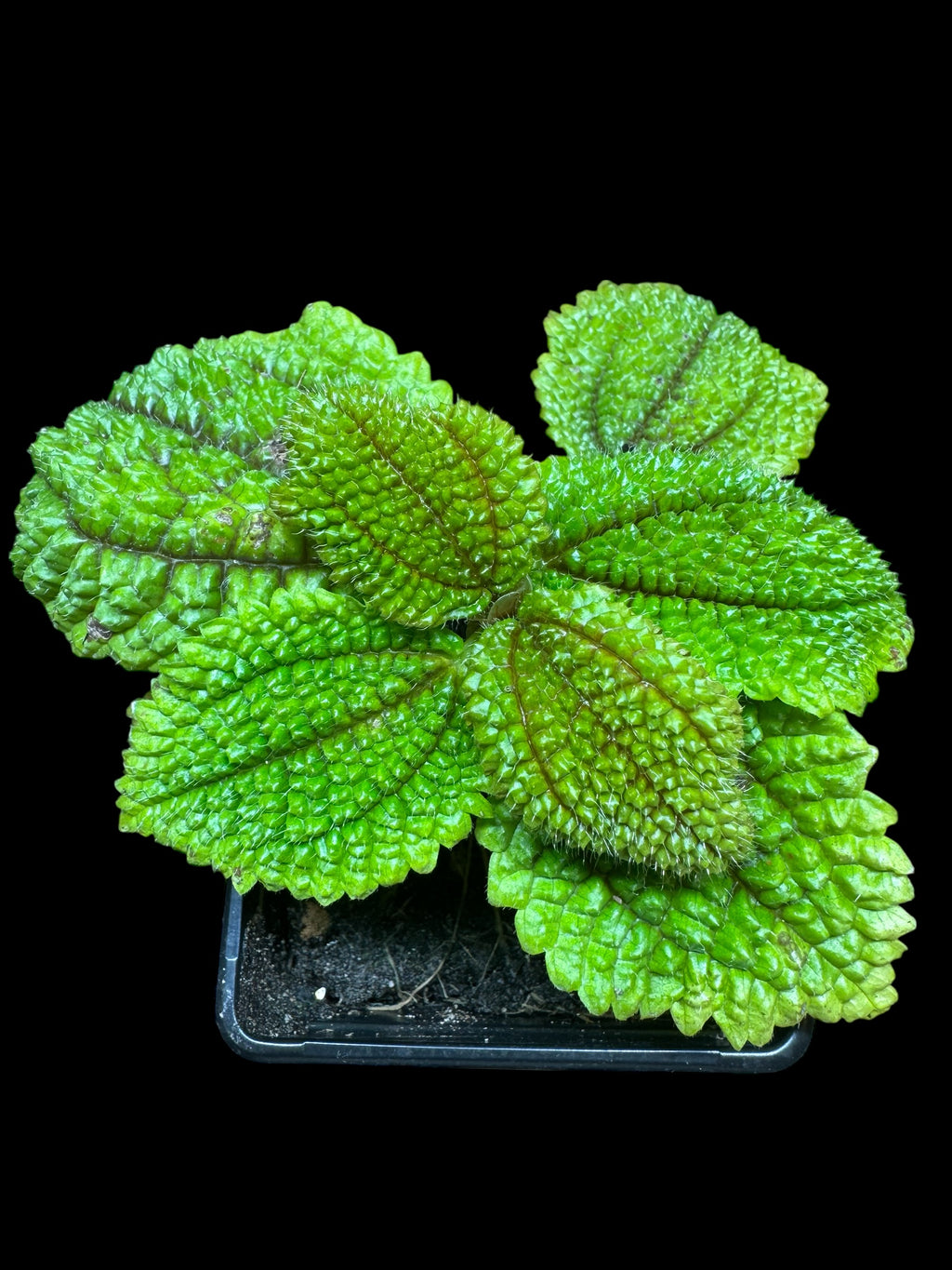Pilea Mollis ‘Moon Valley Plant’