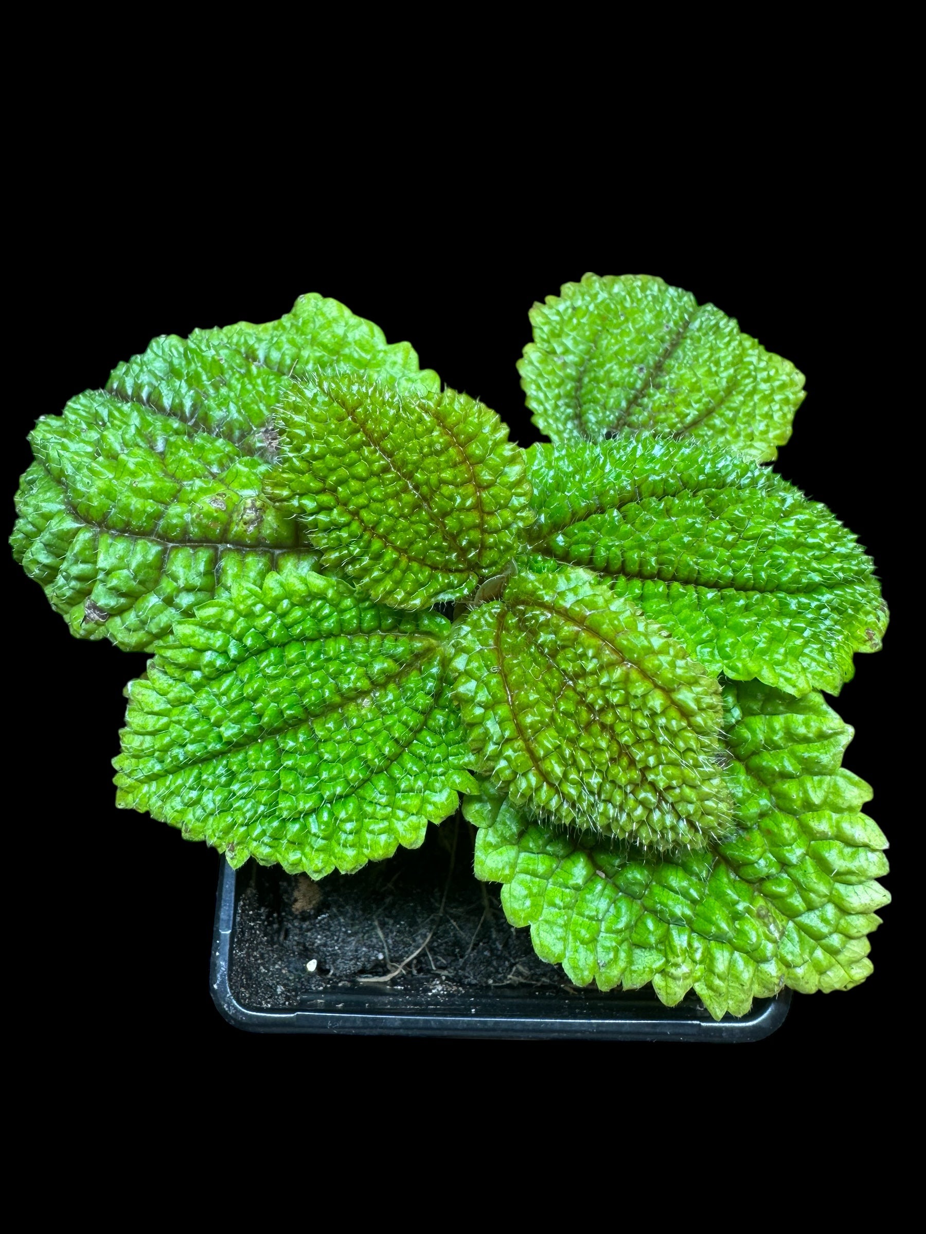 Pilea Mollis ‘Moon Valley Plant’