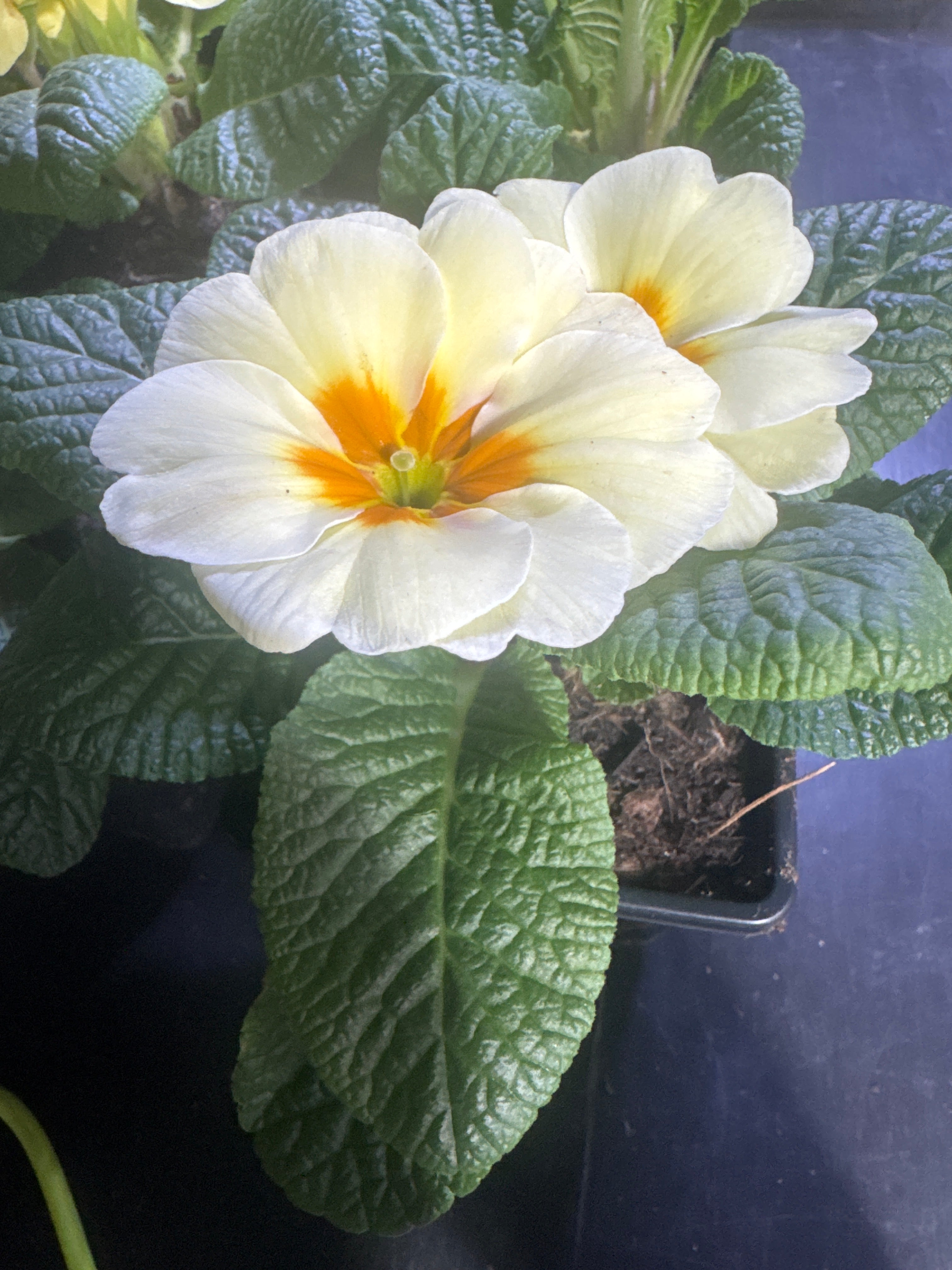 Primrose ‘Everlasting Yellow’