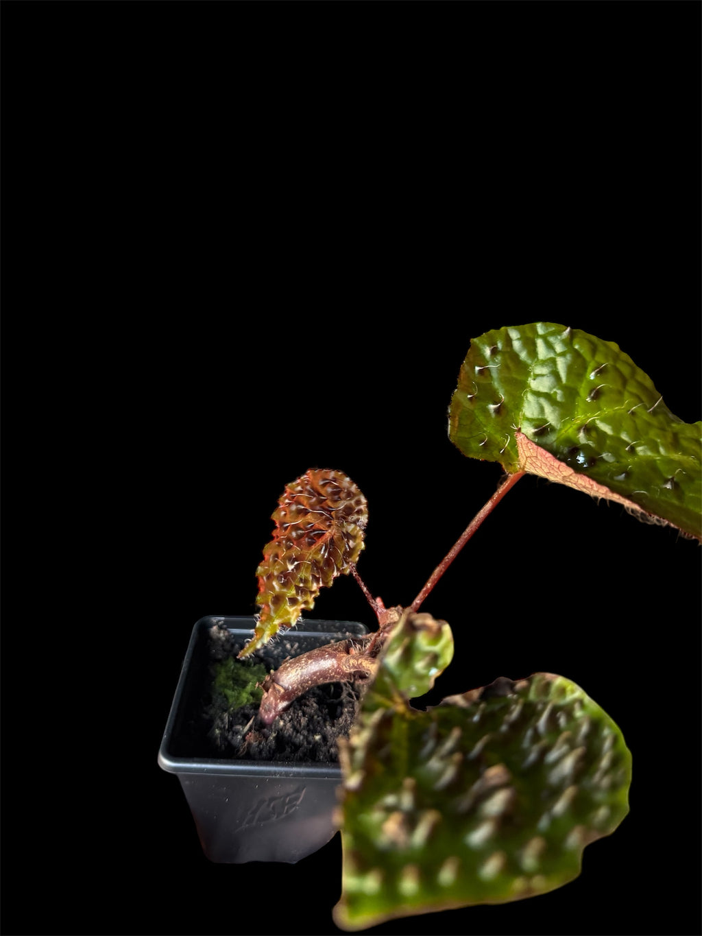 Begonia ‘Ferox’