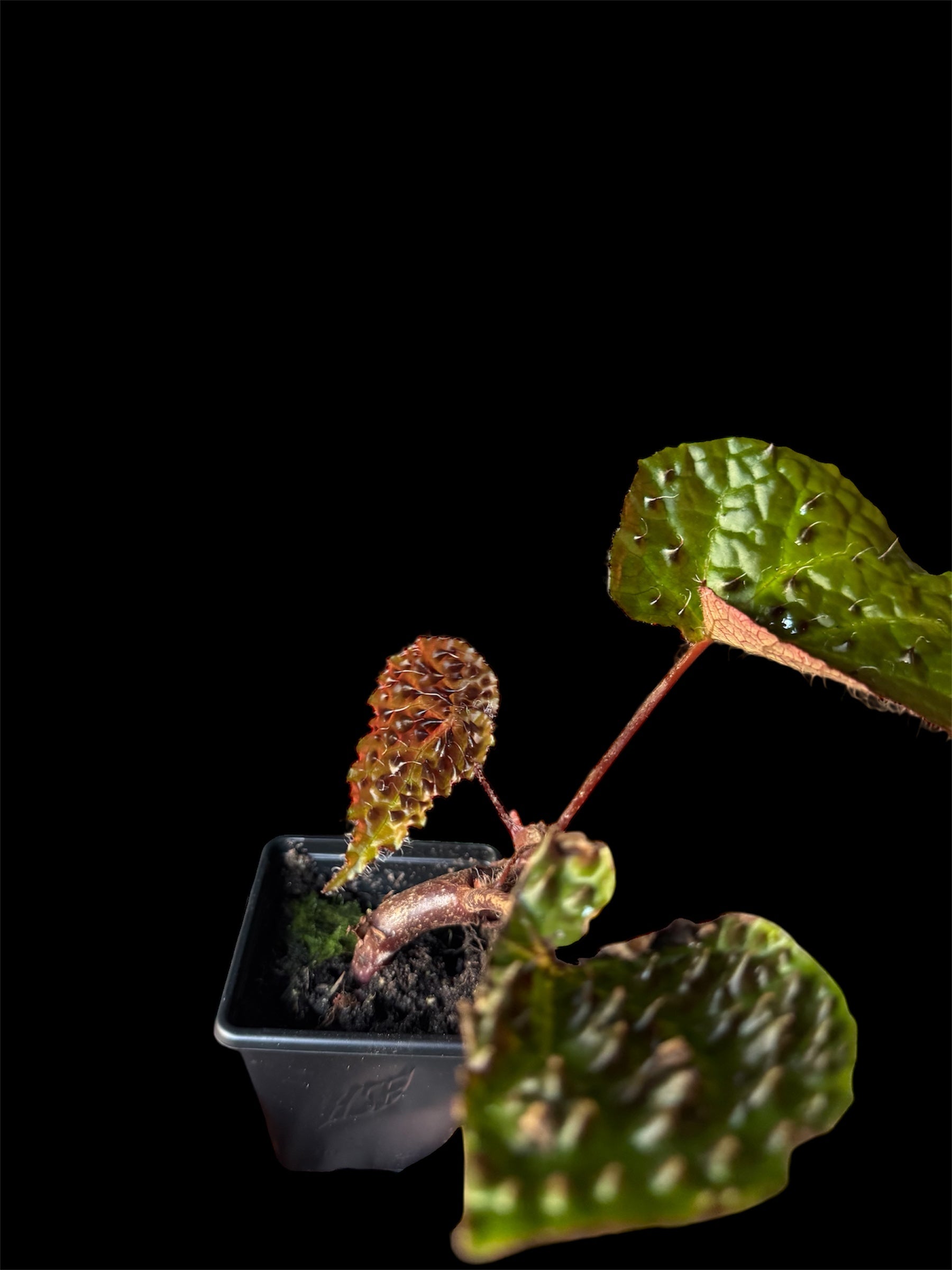 Begonia ‘Ferox’