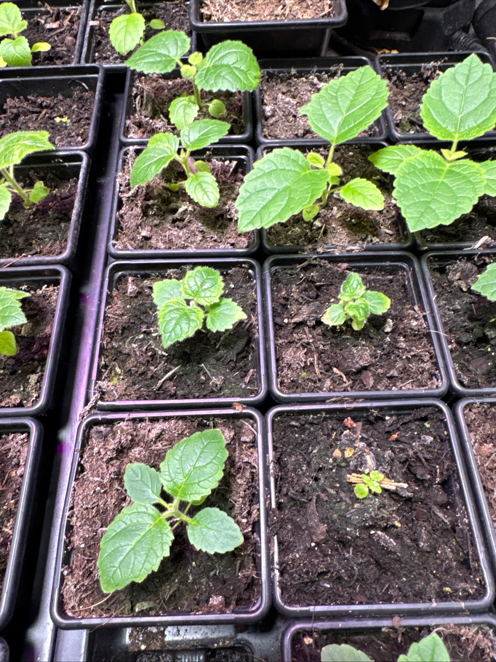 Paulownia empress tree seedling in 7cm pots approx. 3-5cm tall