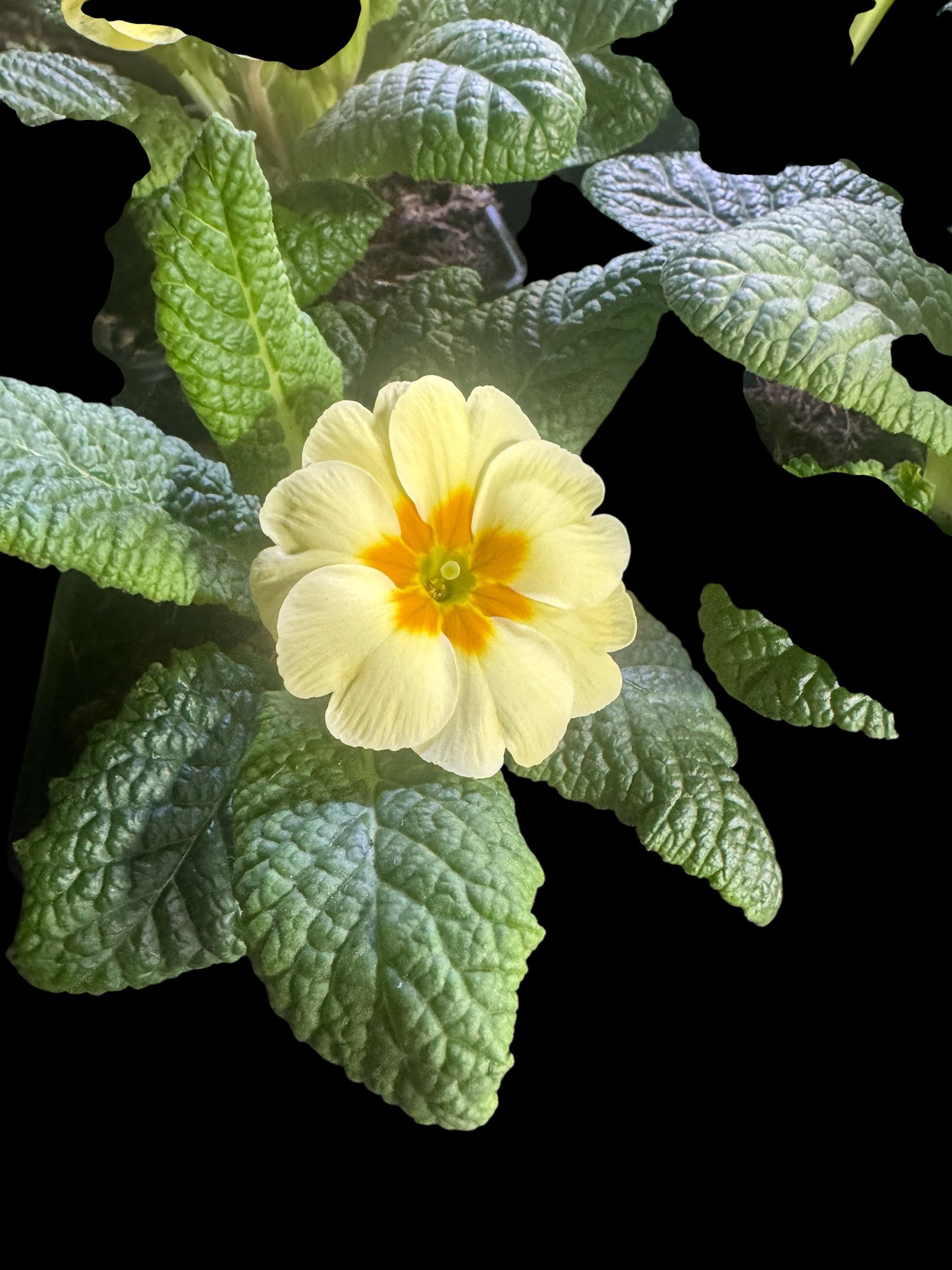 Primrose ‘Everlasting Yellow’