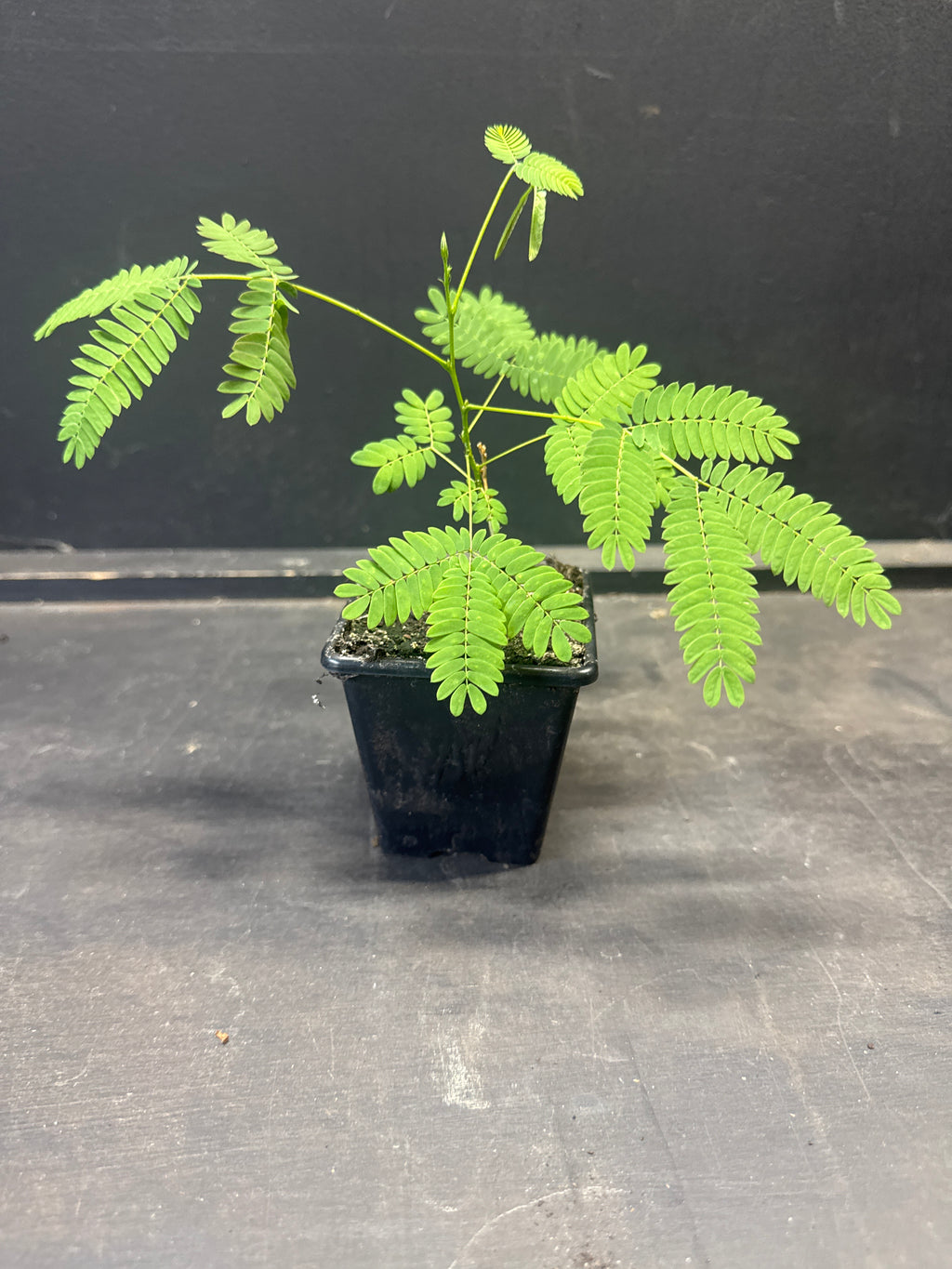 Persian silk tree (Albizia julibrissin)