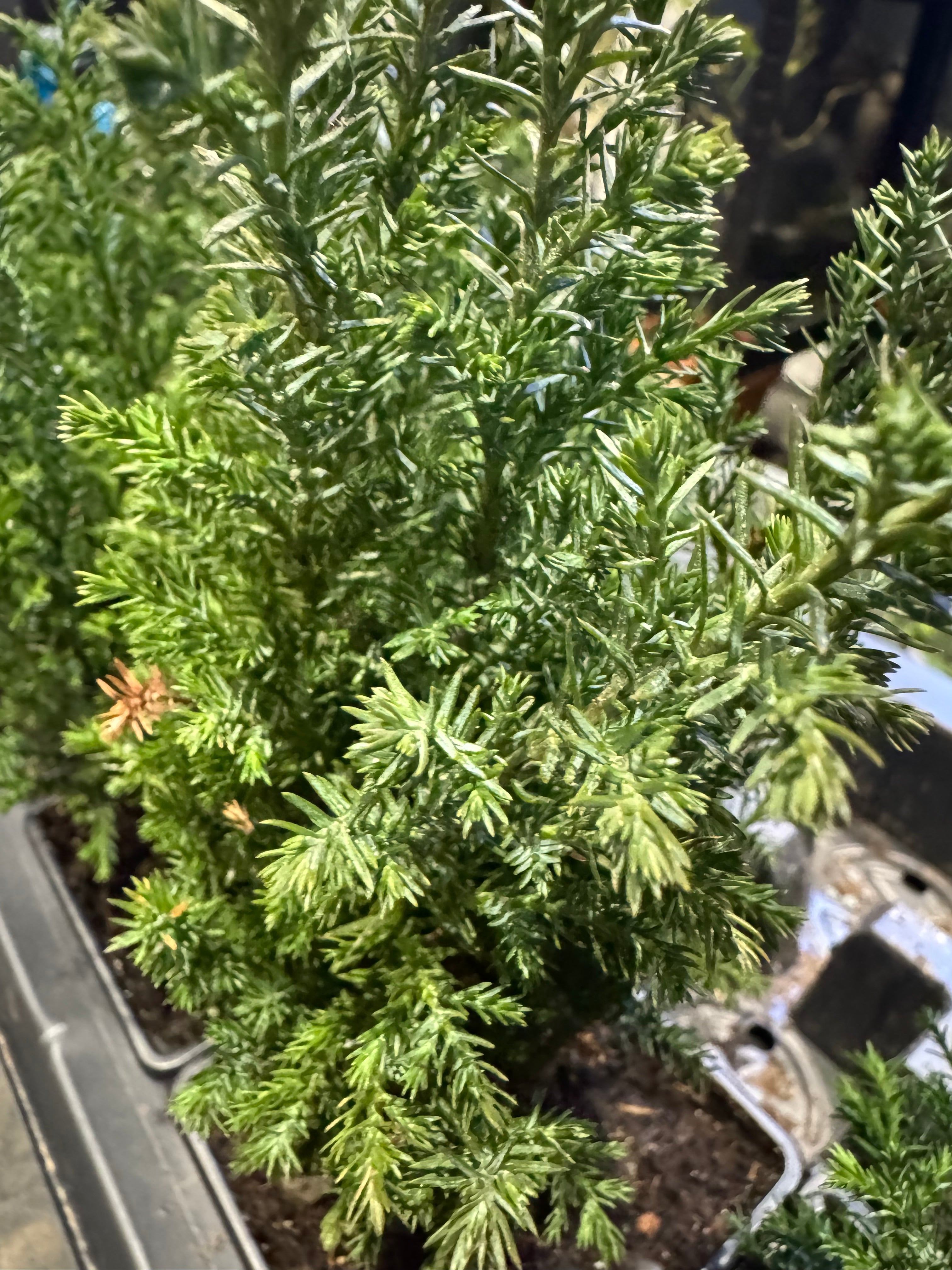 Style Your Own Bonsai – Young Juniper Tree (Flexible & Ready to Shape)