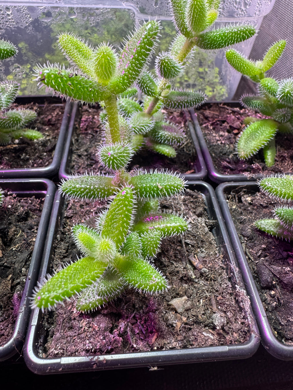 Pickle Plant Succulent Delosperma Echinatum Indoor House Plant in 7cm Pot Rare Fuzzy Plant