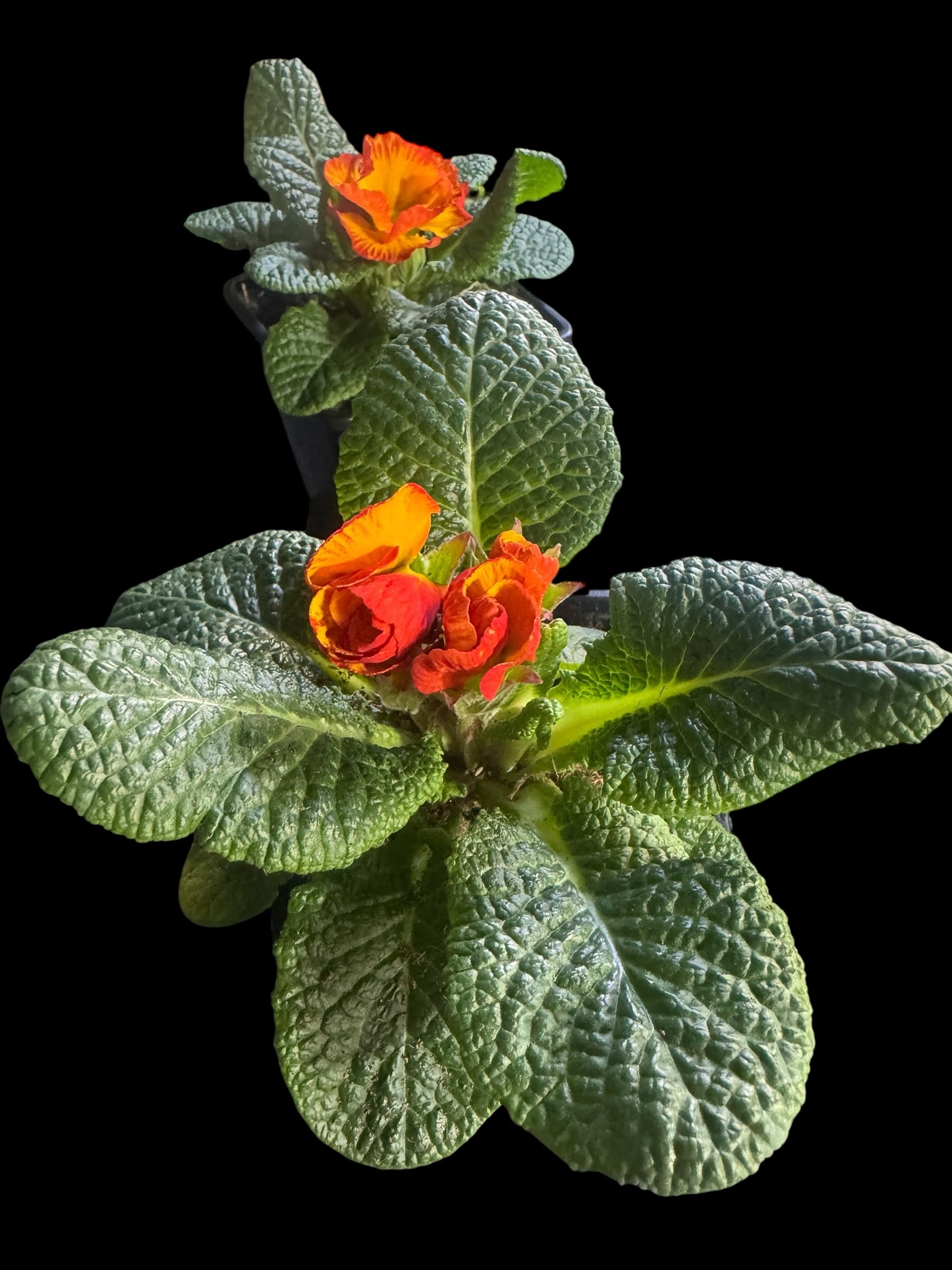 Primrose ‘Chinese New Year’