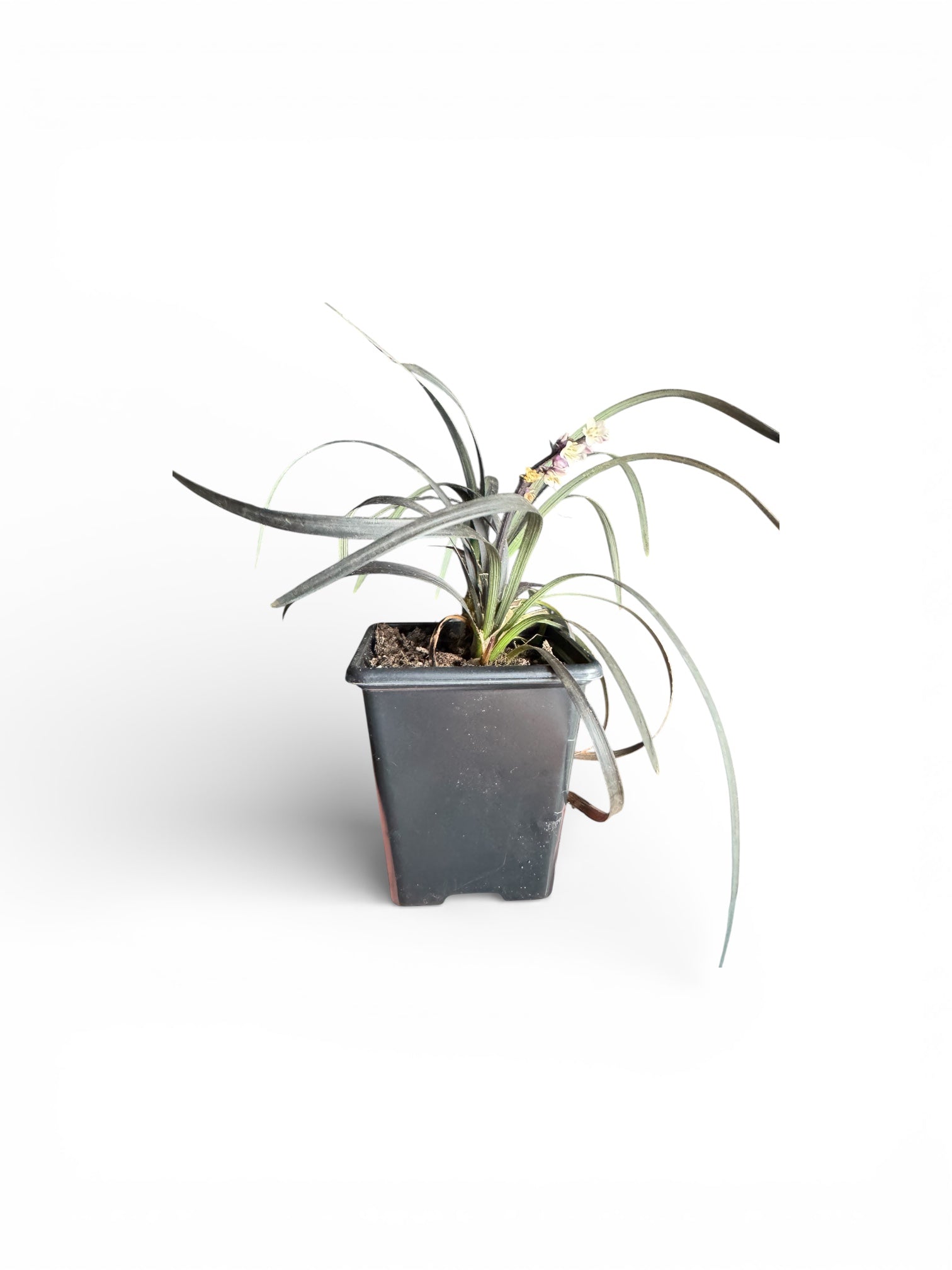 Ophiopogon planiscapus ‘Nigrescens’, commonly known as Black Mondo Grass, is a compact evergreen ornamental grass with dramatic deep purple-black foliage