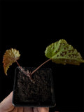 Begonia ‘Ferox’