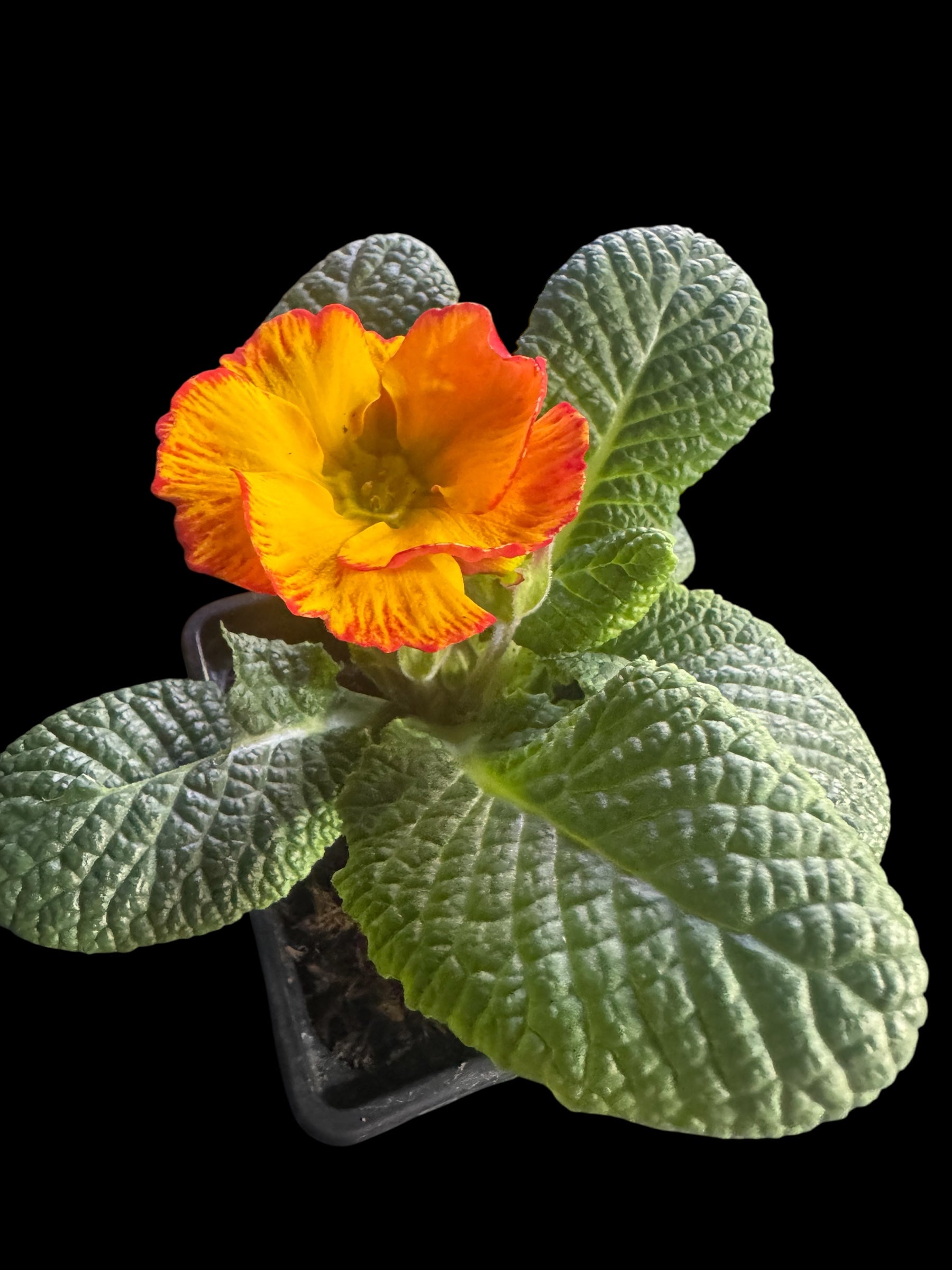 Primrose ‘Chinese New Year’