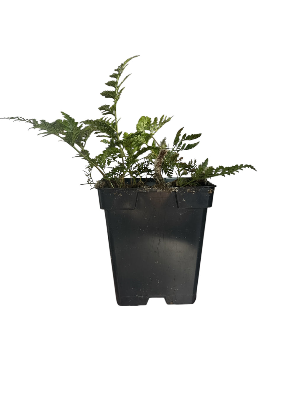 ‘Rabbits Foot’ Fern