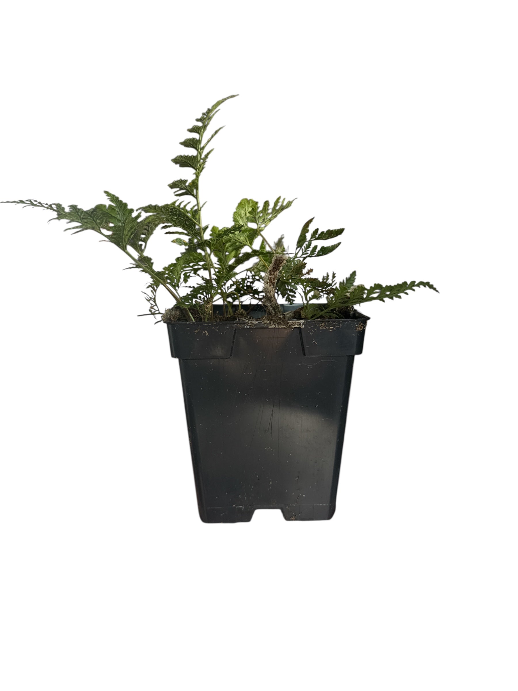 ‘Rabbits Foot’ Fern