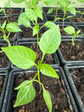 Chocolate chilli plant Capsicum annuum ‘Chocolate Habanero’ (also called Black Habanero)5cm tall
