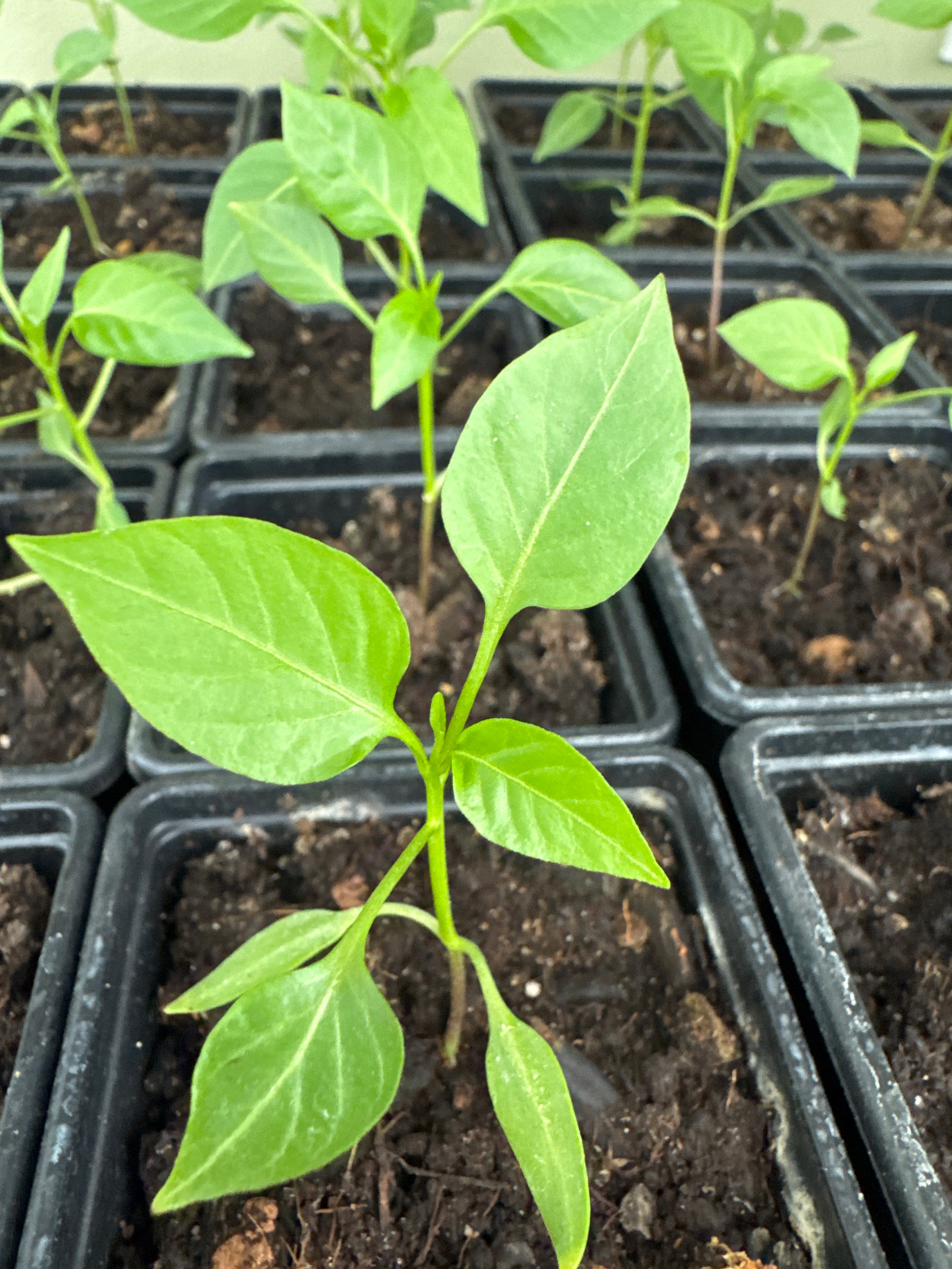 Chocolate chilli plant Capsicum annuum ‘Chocolate Habanero’ (also called Black Habanero)5cm tall