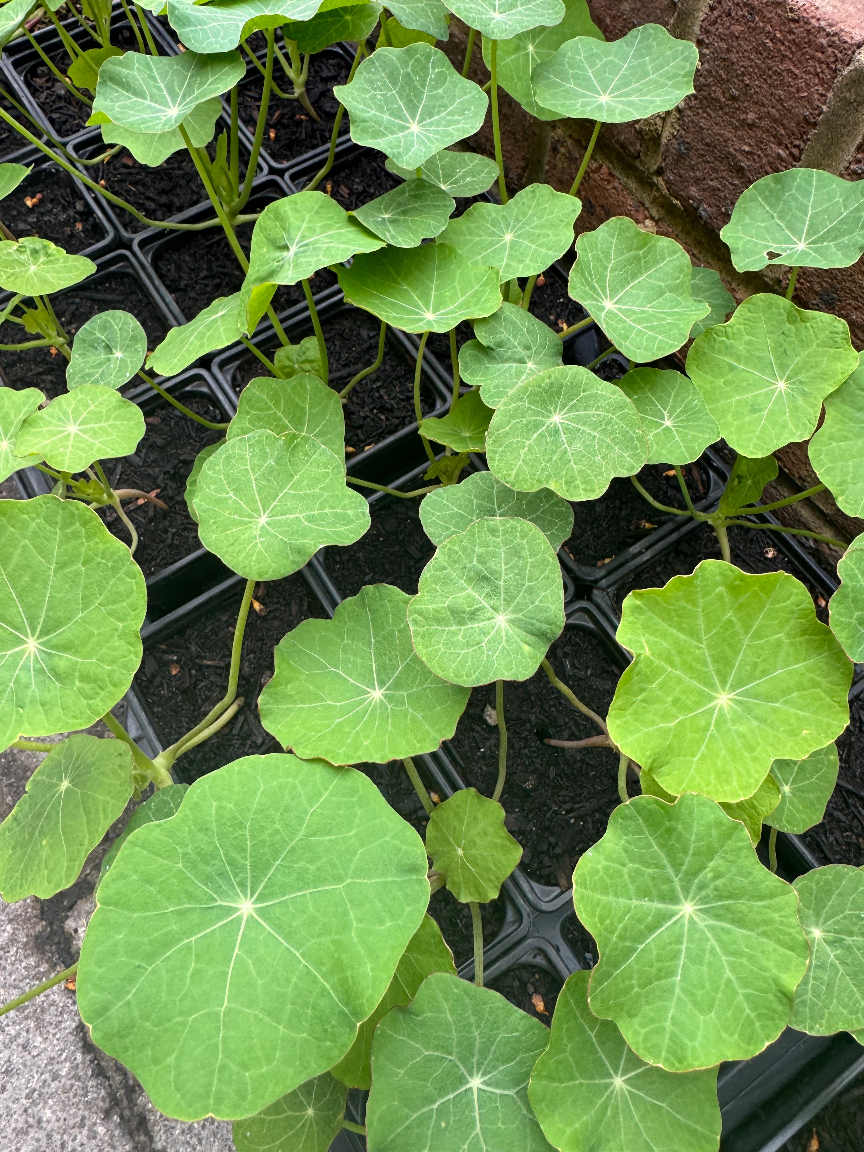 Nasturtium Plants (Edible Flowering Plant)