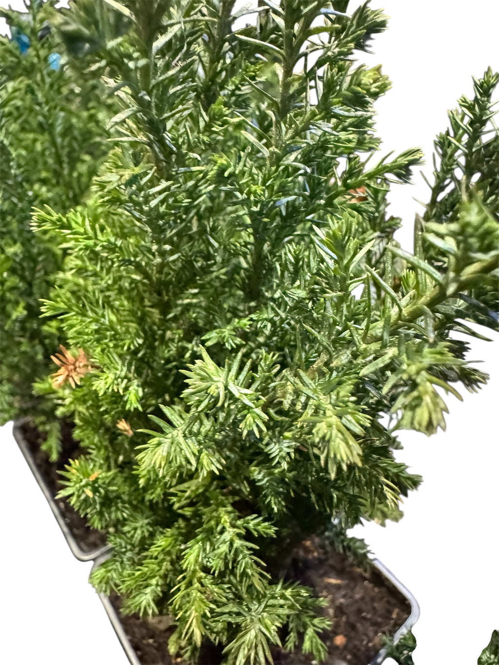 Style Your Own Bonsai – Young Juniper Tree (Flexible & Ready to Shape)