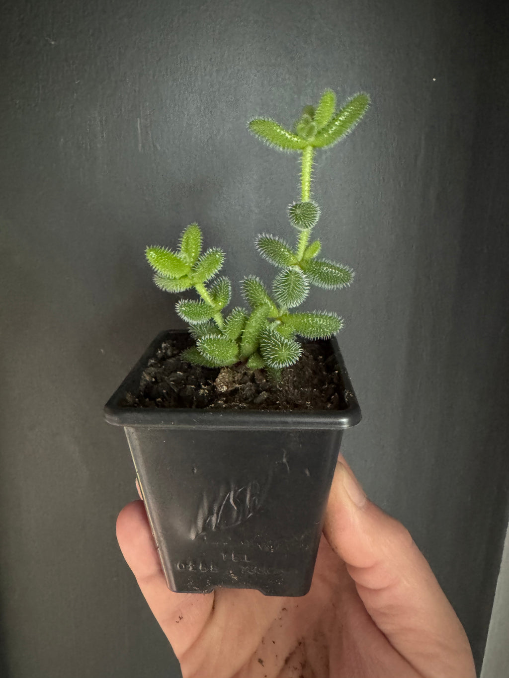 Pickle Plant Succulent Delosperma Echinatum Indoor House Plant in 7cm Pot Rare Fuzzy Plant