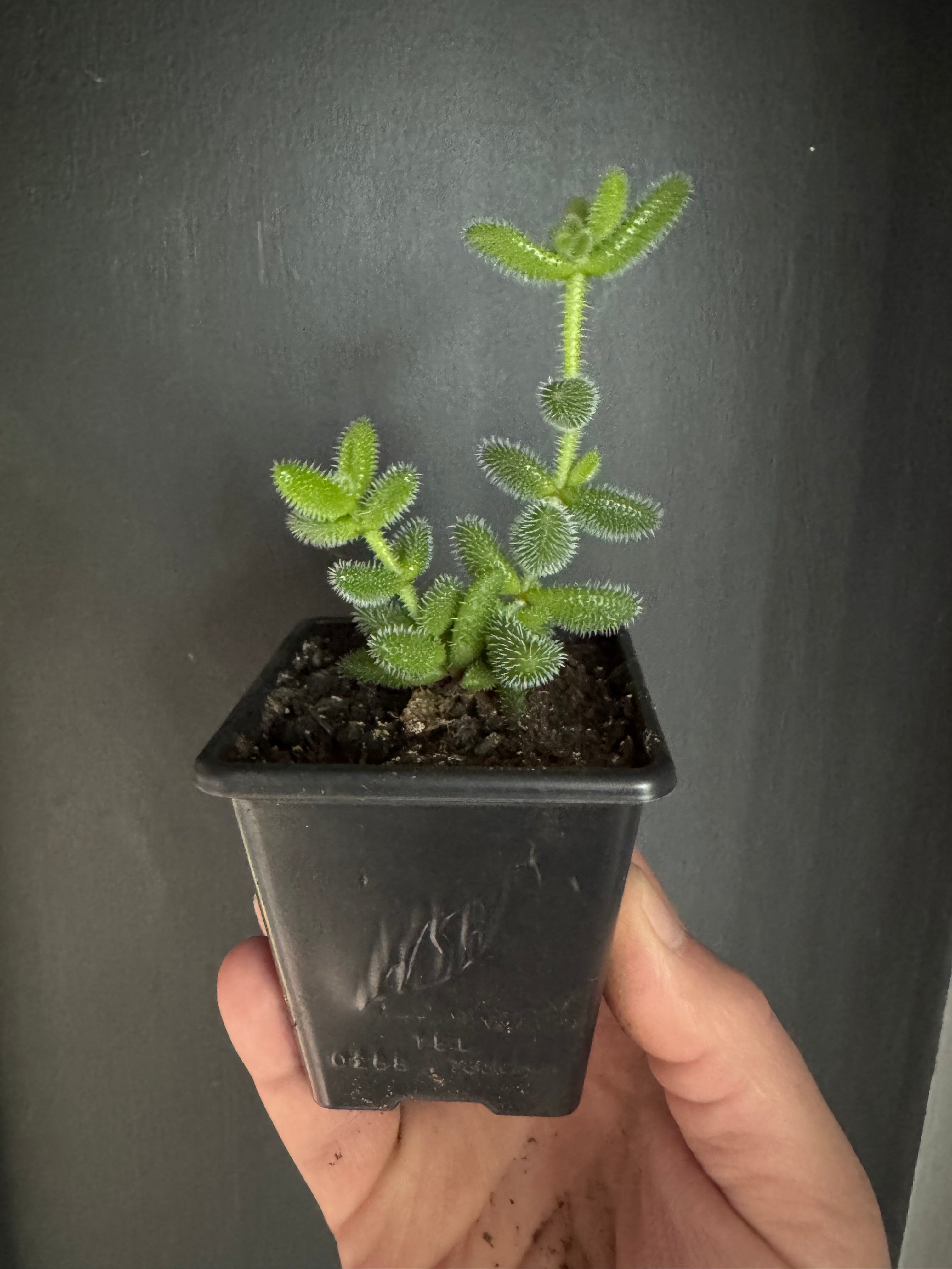 Pickle Plant Succulent Delosperma Echinatum Indoor House Plant in 7cm Pot Rare Fuzzy Plant