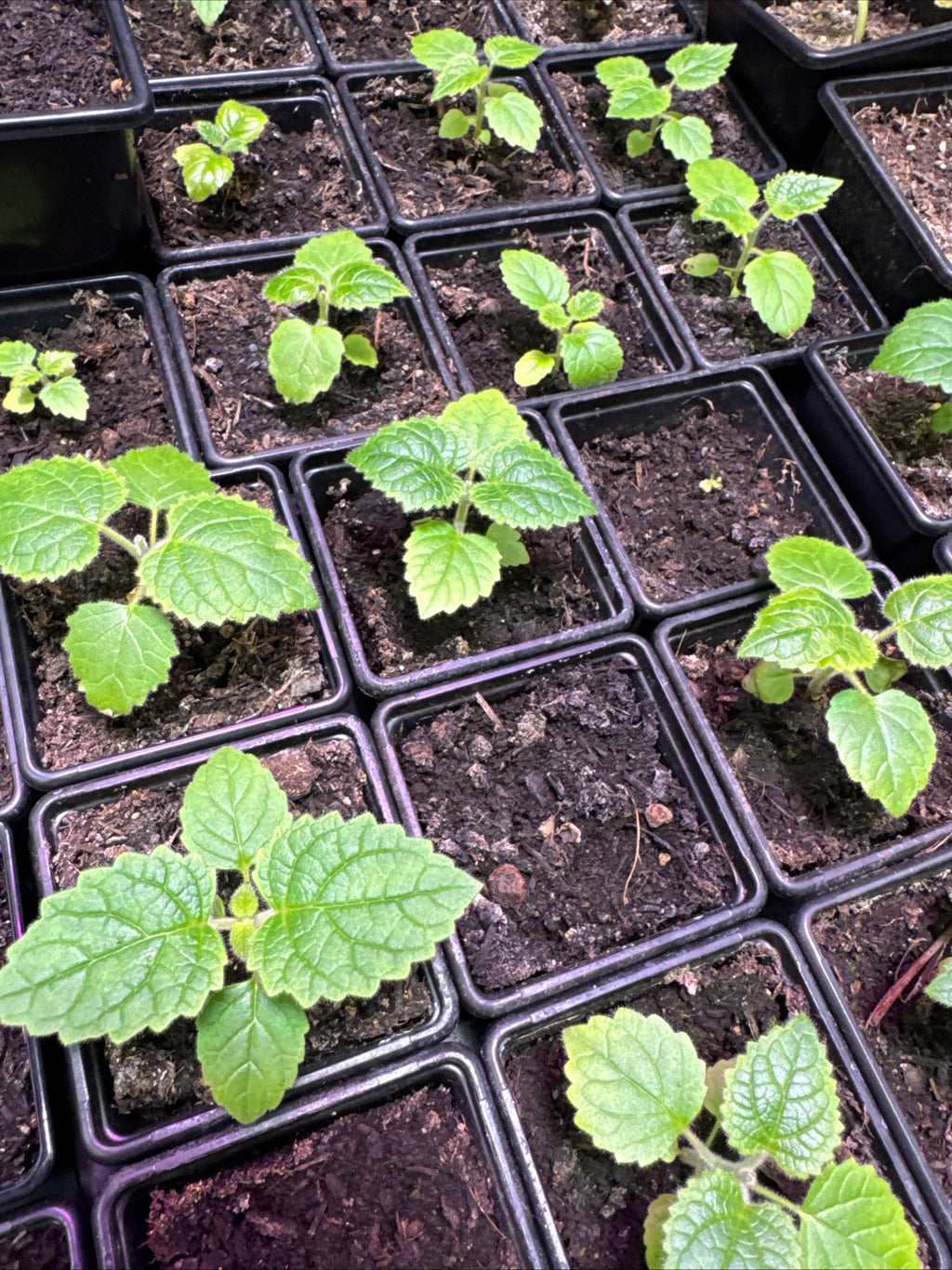 Paulownia empress tree seedling in 7cm pots approx. 3-5cm tall