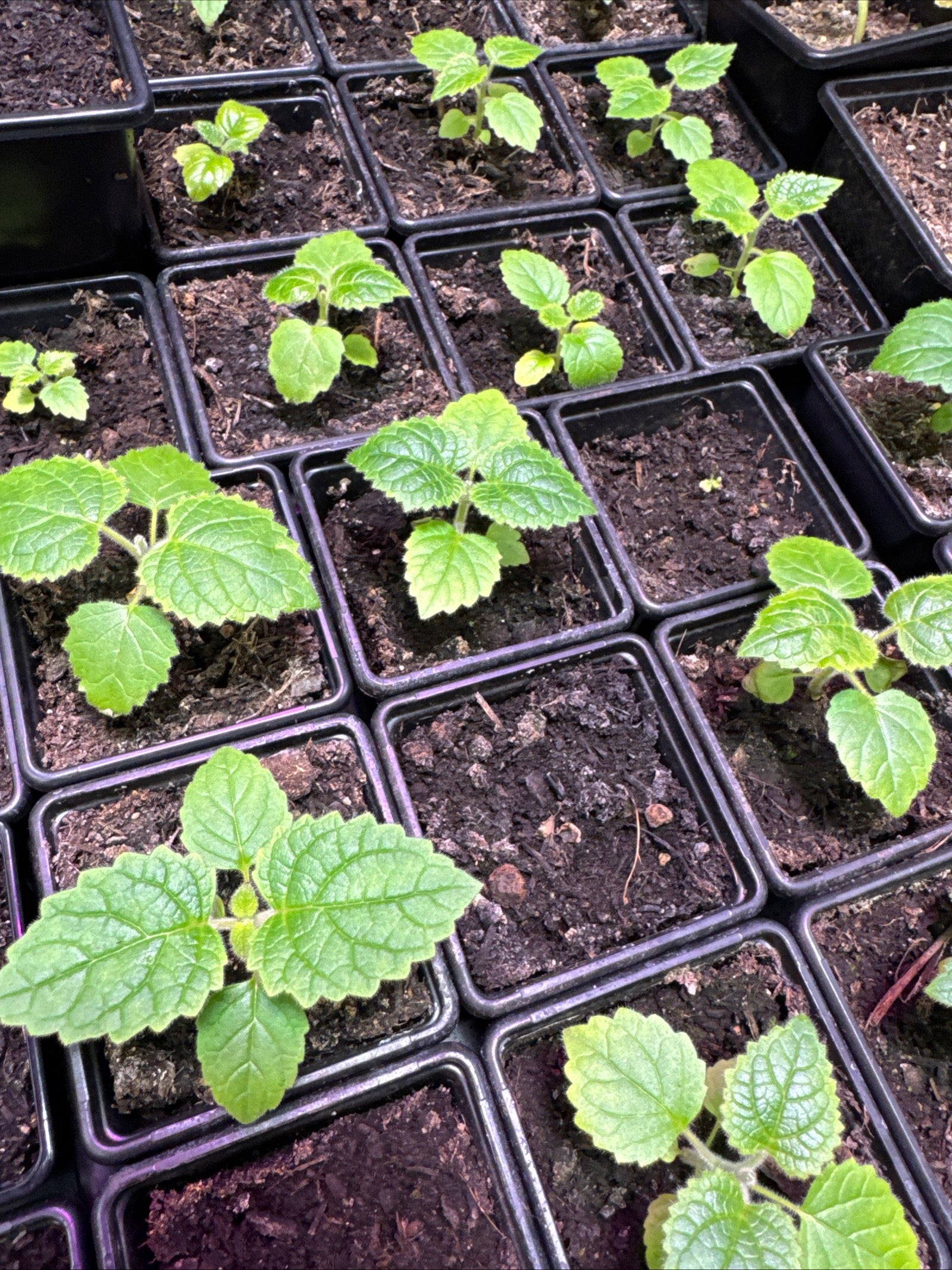 Paulownia empress tree seedling in 7cm pots approx. 3-5cm tall