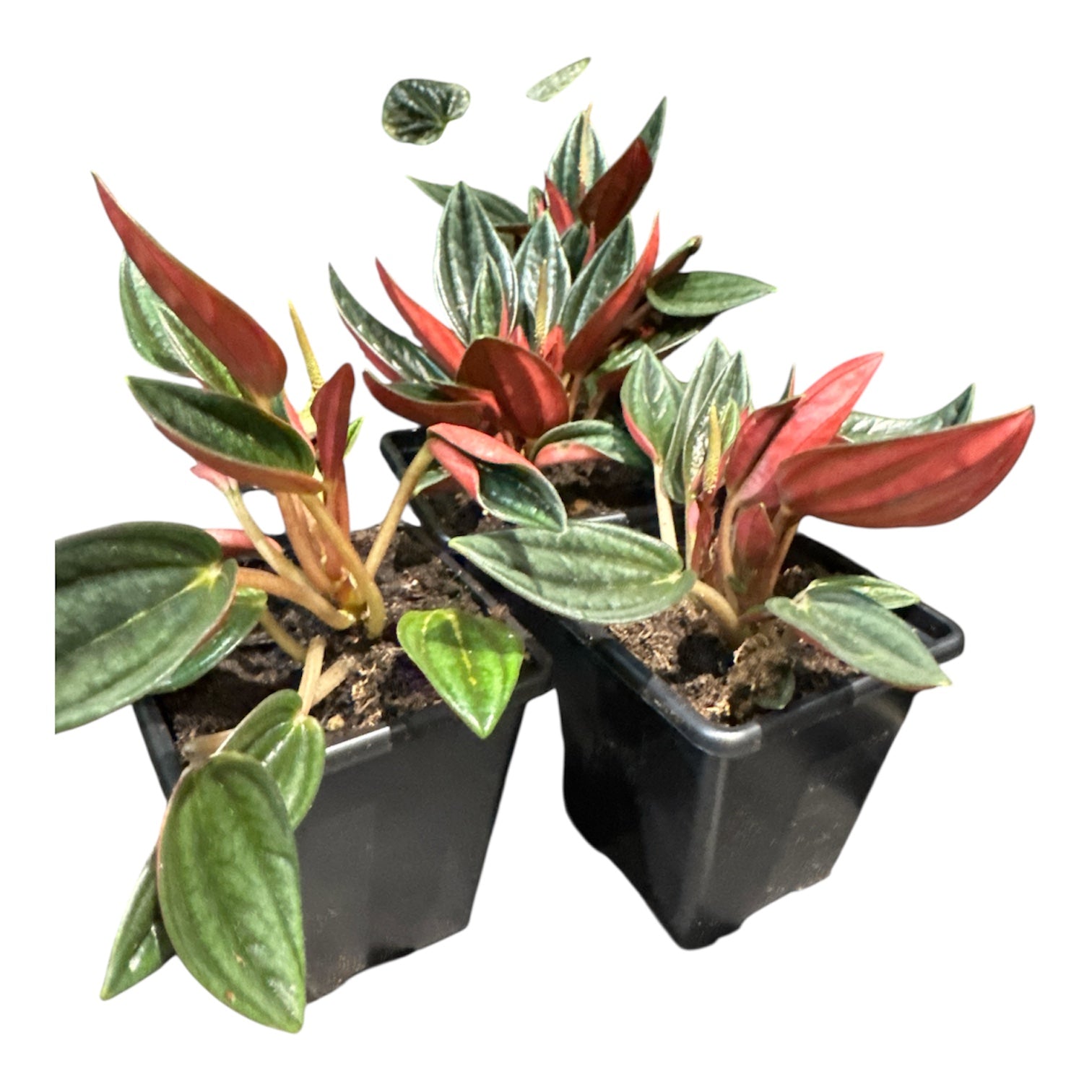 Peperomia Rousso