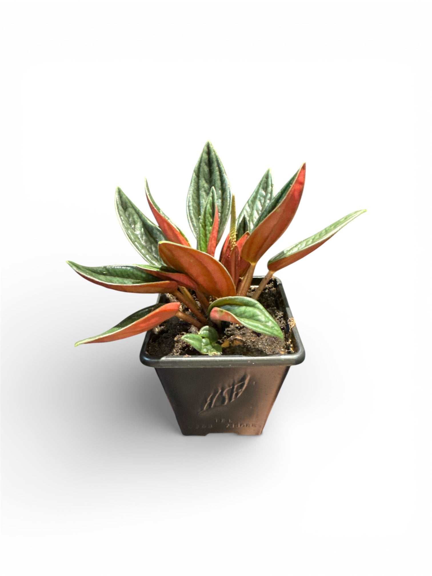 Peperomia Rousso