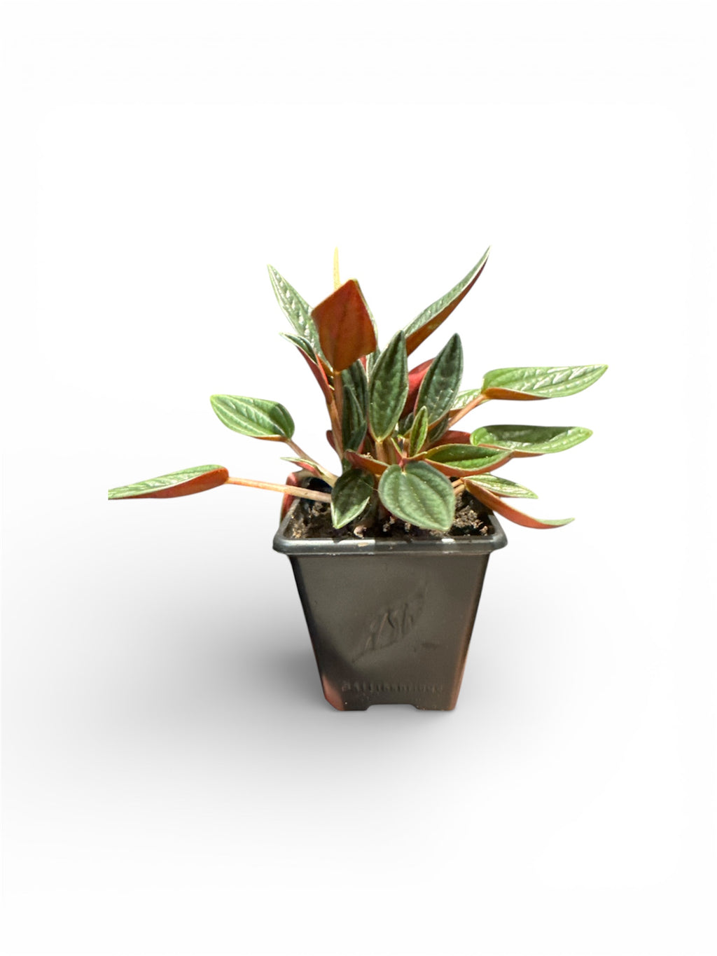 Peperomia Rousso