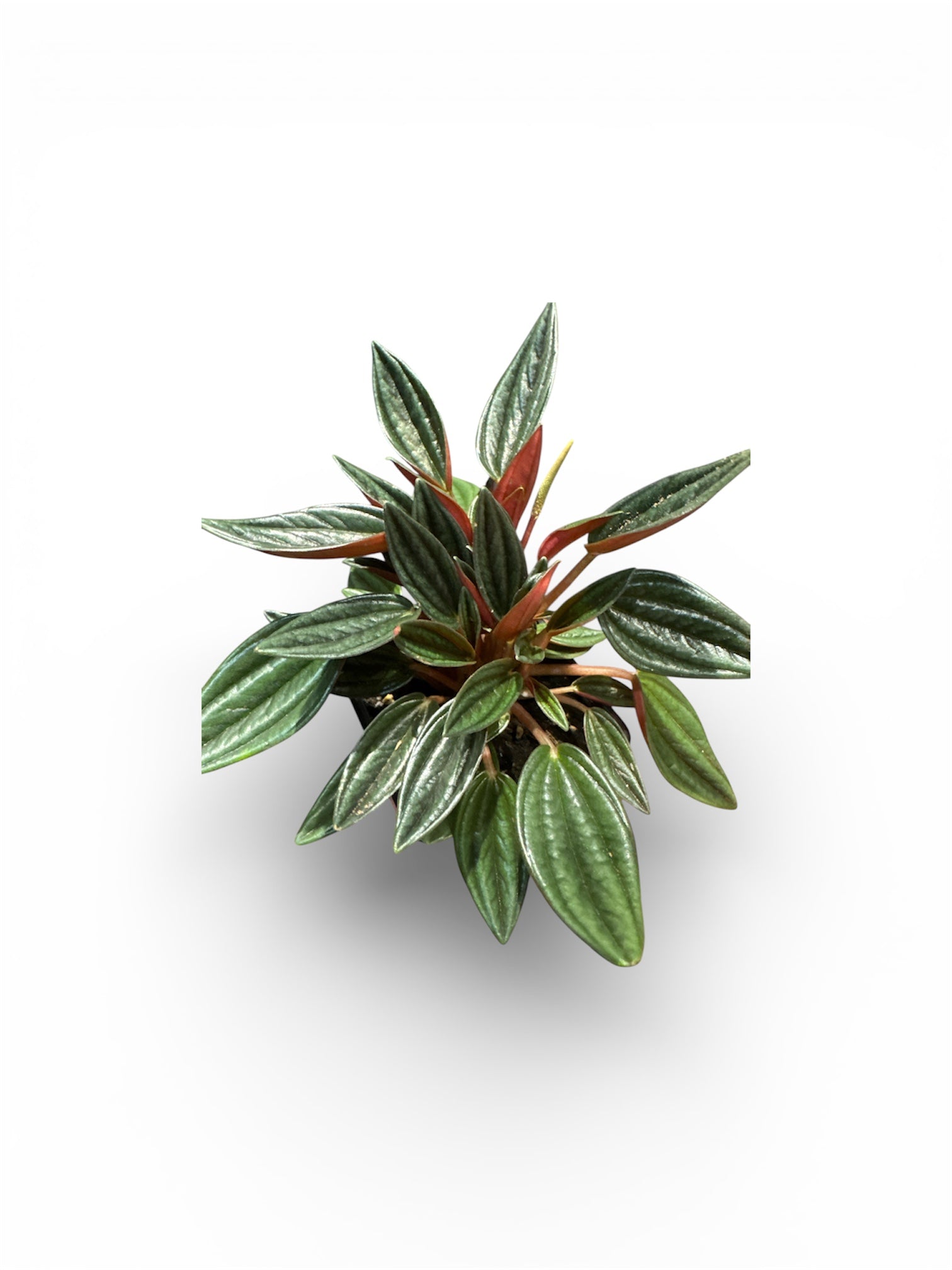 Peperomia Rousso