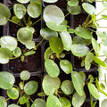 Pilea peperomioides ‘Chinese Money Plant’