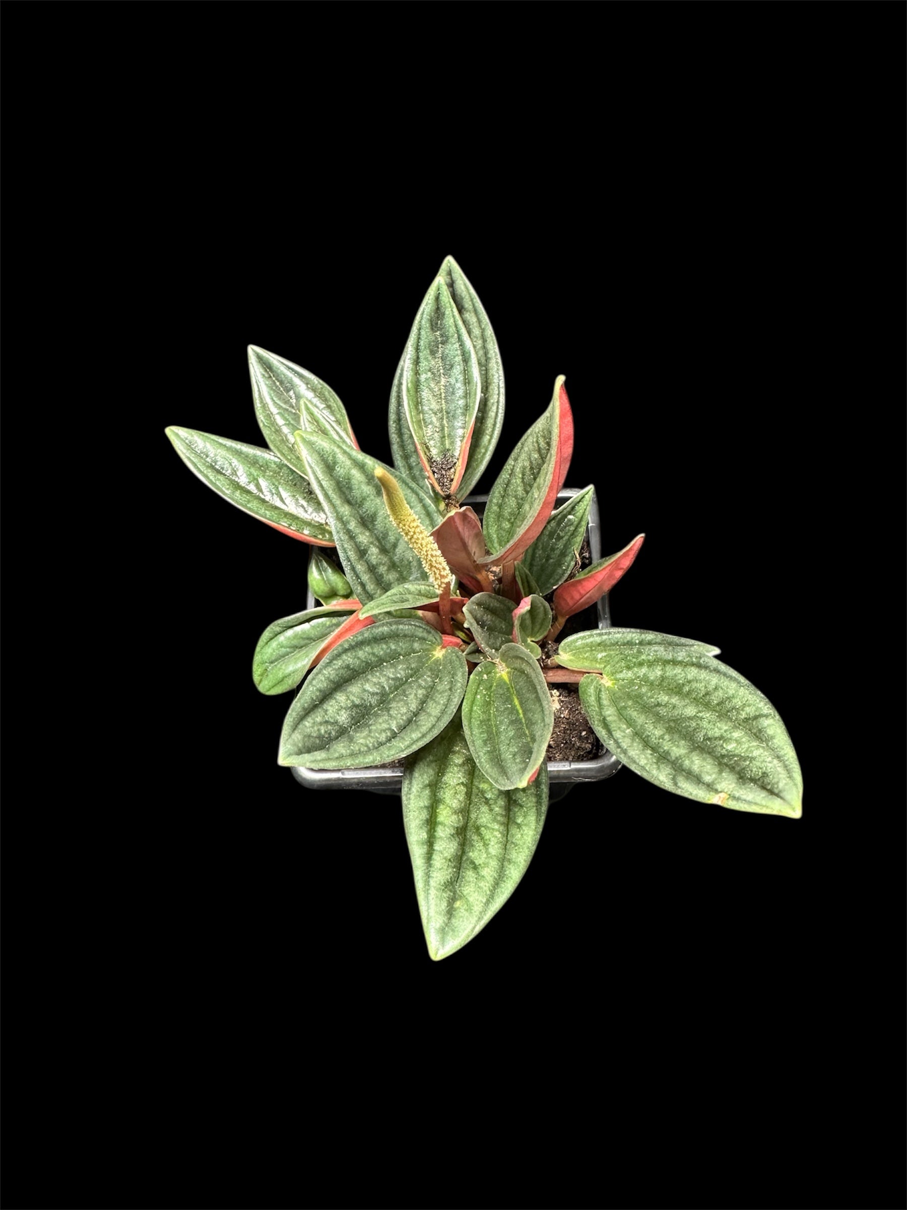 Peperomia Rousso