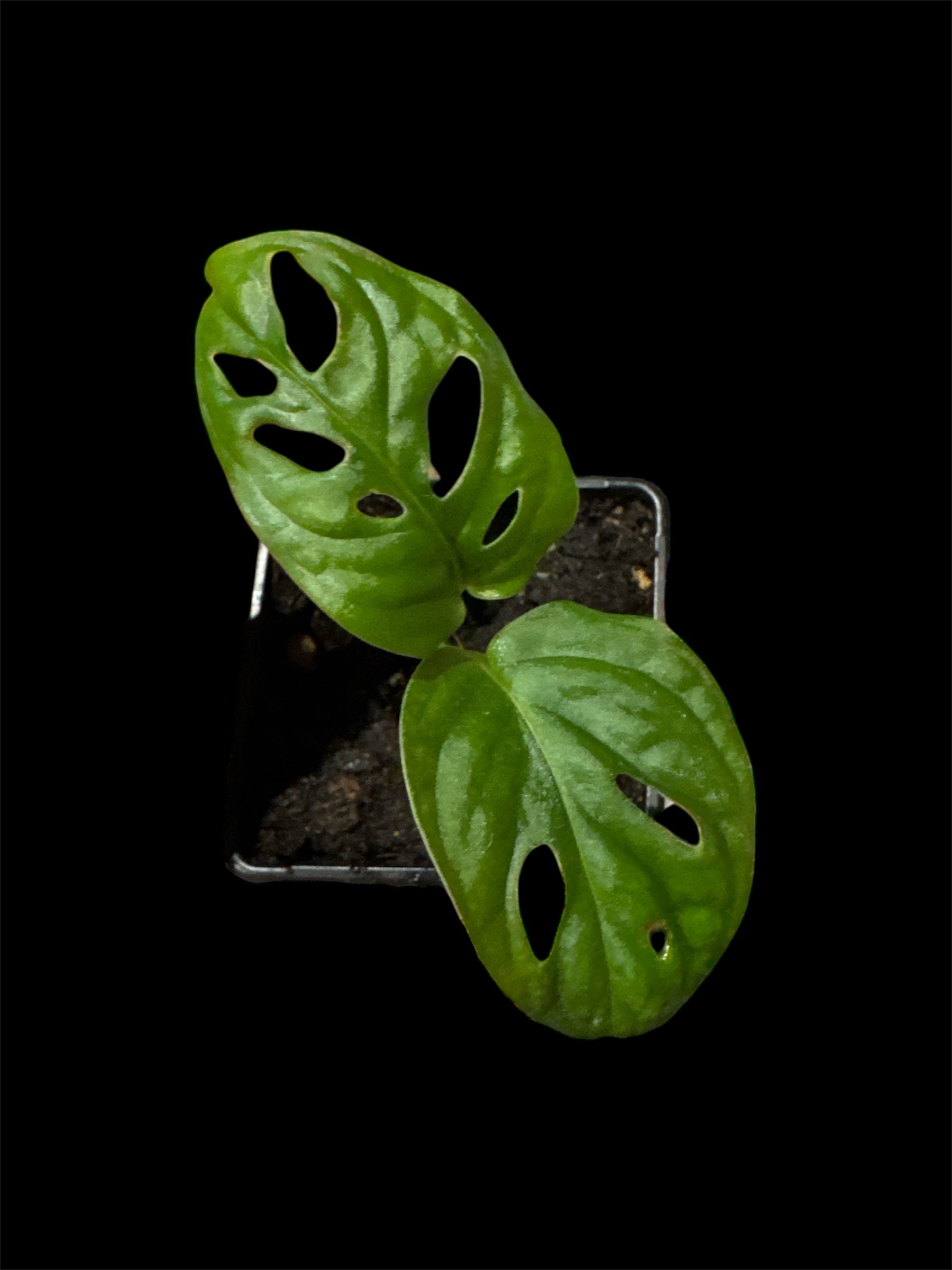 Monstera adansonii
