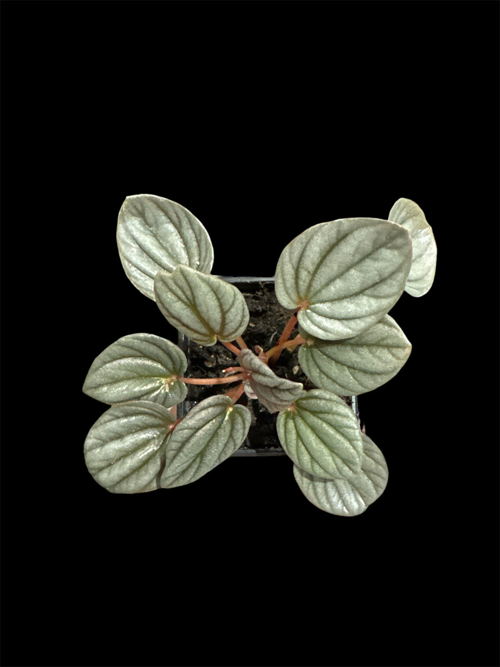 Peperomia