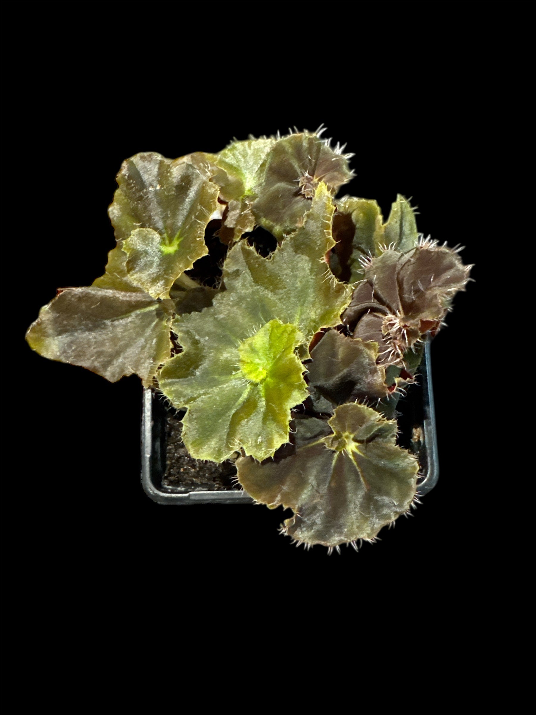 Begonia liekei ‘Mystery’