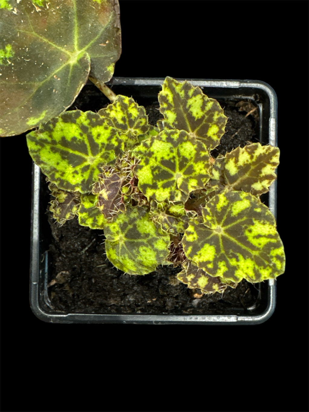 Begonia ‘tiger paw’