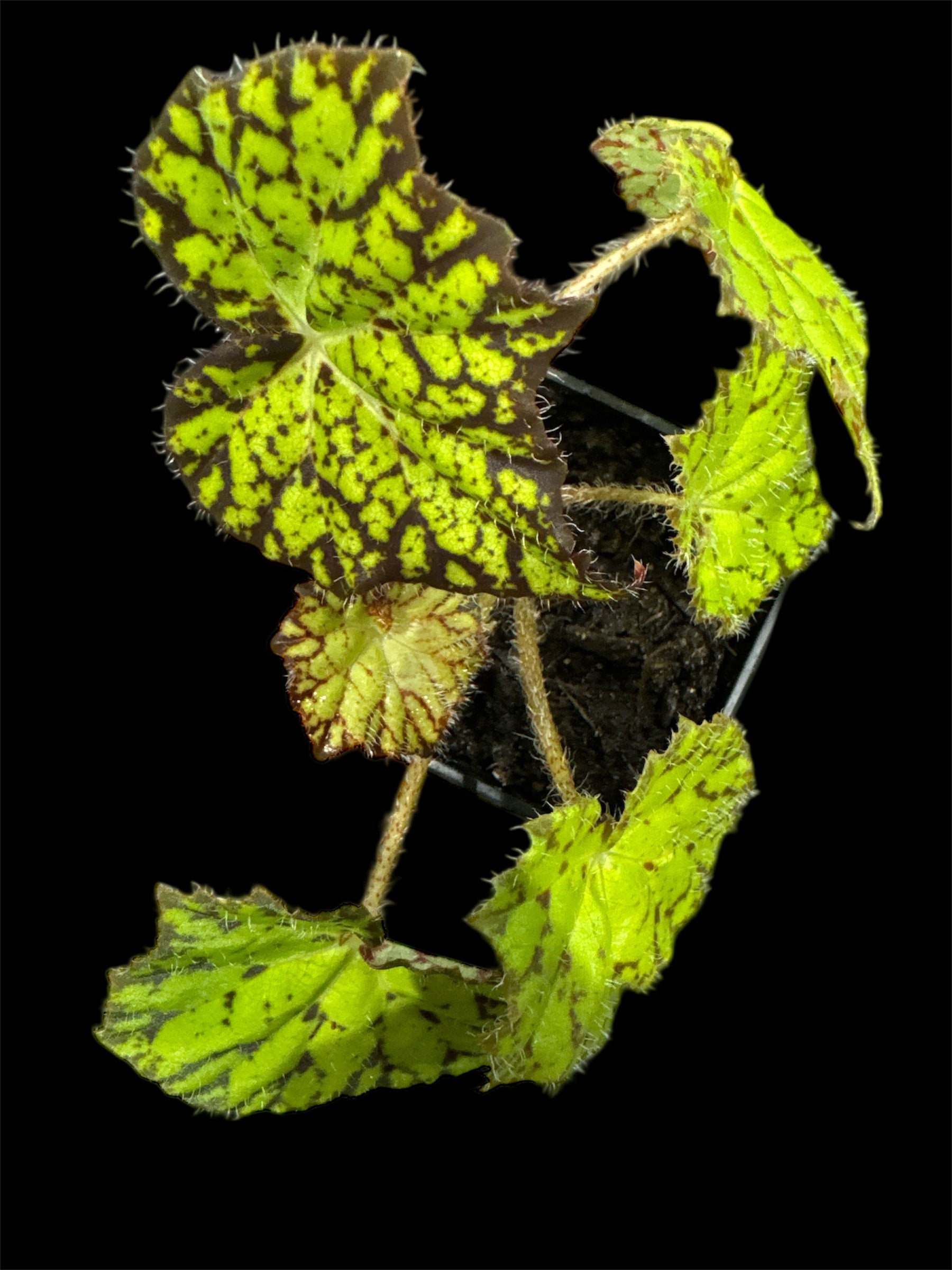 Painted Leaf Begonia