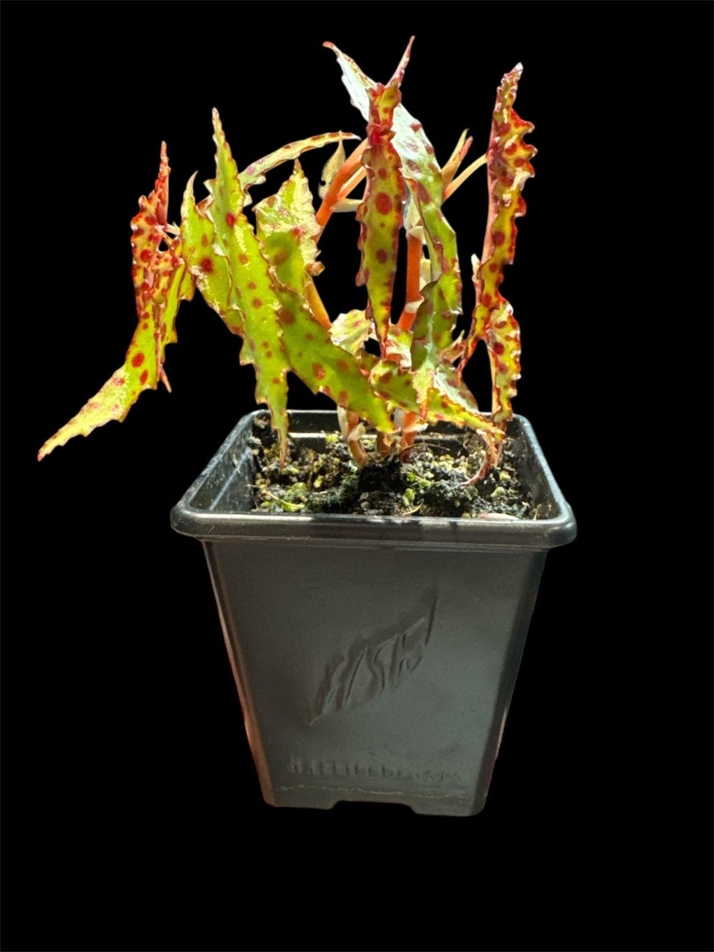 Begonia amphioxus