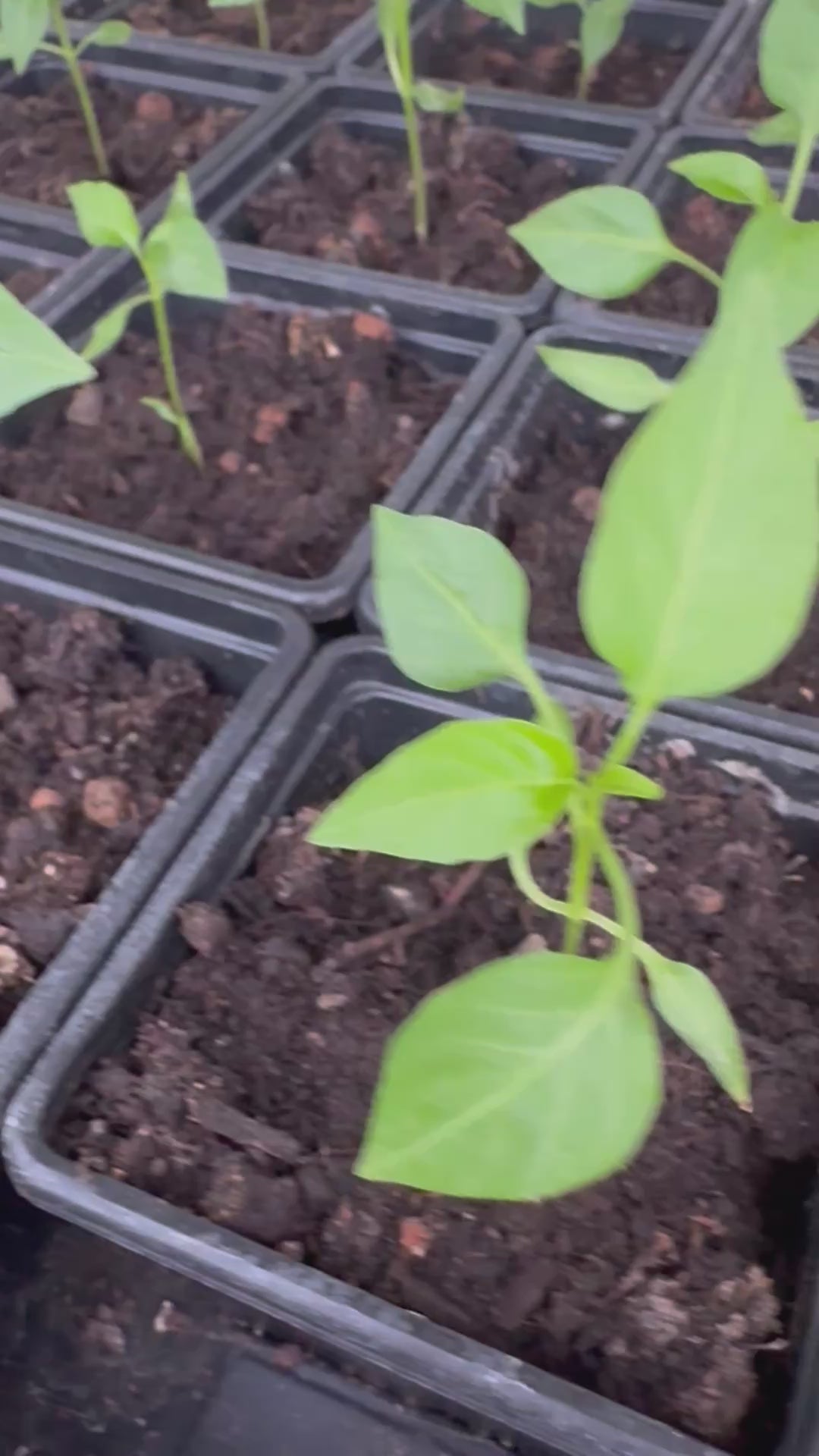 Chocolate chilli plant Capsicum annuum ‘Chocolate Habanero’ (also called Black Habanero)5cm tall